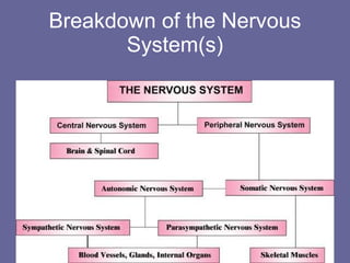 Breakdown of the Nervous System(s) 