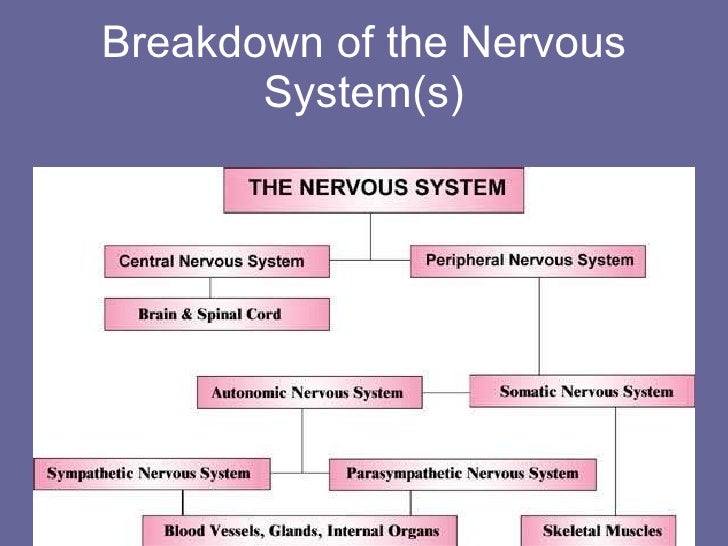 121 Week 9 Nervous System