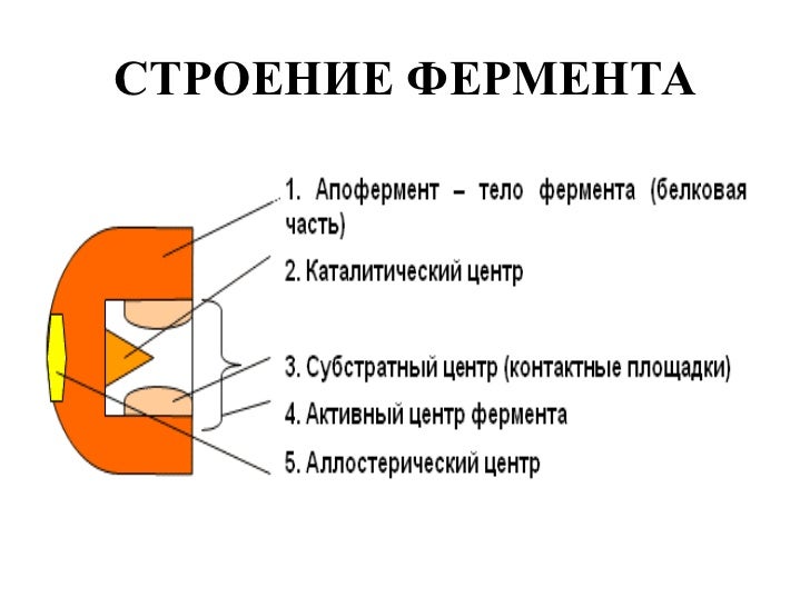 Ферменты