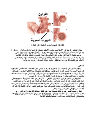 ً‫شى‬(3)ٌْٛٛ‫ثٌم‬ ٍٝ‫ػ‬ ‫ثٌّضىٛٔز‬ ‫ثٌّؼٛ٠ز‬ ‫ثٌؾ١ٛح‬
ٌٝ‫إ‬ ‫ثٌٛثفذ‬ ‫ثٌشخض‬ ‫٠قضجػ‬25-30‫ثٌّجء‬ ِٓ ‫ٚثفشر‬ ‫وّ١ز‬ ٌٝ‫إ‬ ‫ٚ٠قضجػ‬ ،‫ثألٌ١جف‬ ِٓ ً‫ج‬١ِٛ٠ ُ‫ؽ‬،ً‫و‬ ْ‫ٚإ‬1
ُ‫ؽ‬‫دّؼذي‬ ‫ثٌىٌٛ١غضشٚي‬ ‫٠خفغ‬ ً‫ج‬١ِٛ٠ ‫ثٌزثةذز‬ ‫ثألٌ١جف‬ ِٓ0.5-2%ٍٟ‫ثٌى‬ ‫ثٌىٌٛ١غضشٚي‬ ‫ِؾّٛع‬ ِٓ.
‫ثٌطجصؽز‬ ٗ‫ٚثٌفٛثو‬ ‫ٚثٌخؼجس‬ ،‫ثألعّش‬ ‫ثٌخذض‬ ً‫ِغ‬ ،‫ثألٌ١جف‬ ٍٝ‫ػ‬ ٞٛ‫صقض‬ ٟ‫ثٌض‬ ‫ثألغز٠ز‬ ‫دضٕجٚي‬ ٟ‫٠ٛط‬
ًّ‫صؼ‬ ٗ١ٍ‫ٚػ‬ ،‫ِٕٙج‬ ‫ثٌّؼٍذجس‬ ٚ‫أ‬ ‫ثٌؼظجةش‬ ِٓ ً‫أفؼ‬ ‫ثٌطجصؽز‬ ‫فجٌخؼجس‬ ،‫ٚثٌّىغشثس‬ ‫غغٍٙج‬ ‫دؼذ‬ ‫دمشش٘ج‬
ٗ‫ػالؽ‬ ‫دؼذ‬ ٗ‫ٚػٛدص‬ ْ‫دجٌغشؽج‬ ‫إطجدز‬ ‫ِخجؽش‬ ‫صخفغ‬ ُ‫ع‬ ِٓٚ ٌْٛٛ‫ثٌم‬ ‫صٕظ١ف‬ ٍٝ‫ػ‬ ‫ثألٌ١جف‬.
‫ثٌشؼ١ش‬
ٓ١ِ‫ف١ضج‬ ً‫ِغ‬ ‫ف١ضجِ١ٕجس‬ ٍٝ‫ػ‬ ‫ثٌشؼ١ش‬ ٞٛ‫٠قض‬(EٚA)،‫دٚسث‬ ‫صٍؼخ‬ ٟ‫ثٌض‬ ‫ثألوغذر‬ ‫وّؼجدثس‬ ًّ‫صؼ‬ ٟ‫ٚثٌض‬
‫ثٌقشر‬ ‫ثٌؾزٚس‬ ِٓ ُ‫ثٌؾغ‬ ‫فّج٠ز‬ ٟ‫ف‬(Free radicals)‫ٚثألفّجع‬ ،‫ثٌخٍٛ٠ز‬ ‫ثألغش١ز‬ ِٓ ً‫و‬ ُ‫صٙجؽ‬ ٟ‫ثٌض‬
‫ثٌٕٛٚ٠ز‬‫ثٌذٔج‬ ٟ‫ف‬(DNA)ْ‫ثٌغشؽج‬ ِٓ ‫ِؼ١ٕز‬ ‫أٔٛثع‬ ‫فذٚط‬ ‫ِغذذز‬ ،،،ِٕٗ ‫ثٌشفجء‬ ‫دؼذ‬ ٗ‫ػٛدص‬ ٟ‫ف‬ ‫ٚصغذخ‬
‫ٚصغذخ‬‫ثٌش١خٛخز‬ ِٓ ً‫و‬ ‫فذٚط‬ ٟ‫ف‬ ‫ٚصغشع‬ ،‫ثٌمٍخ‬ ‫أِشثع‬ٚ،‫ثٌض٘ج٠ّ١ش‬ ‫ِشع‬.
ٟ‫ثٌطذ١ؼ‬ ٓ١ٔٛ‫ثٌّ١الص‬ ِْٛ‫٘ش‬ ‫ثٌشؼ١ش‬ ٟ‫ف‬ ‫٠ضٛفش‬ ‫وّج‬،‫ثٌظٕٛدش٠ز‬ ‫ثٌغذر‬ ِٓ ‫٠فشص‬ ٞ‫ثٌز‬،ٟ‫ف‬ ‫ثٌّٛؽٛدر‬
،‫ثٌمٍخ‬ ‫أِشثع‬ ِٓ ‫ثٌٛلج٠ز‬ ٍٝ‫ػ‬ ٗ‫لذسص‬ ٌٝ‫إ‬ ٗ‫أّ٘١ض‬ ‫ٚصشؽغ‬ ،‫ثٌؼّش‬ َ‫صمذ‬ ‫ِغ‬ ٖ‫إفشثص‬ ً‫٠م‬ ،ٓ١ٕ١‫ثٌؼ‬ ‫خٍف‬ ‫ثٌّخ‬
‫ثٌشػجػ‬ ًٍ‫دجٌش‬ ‫أ٠ؼج‬ ‫ػاللز‬ ٌٗٚ ،َ‫ثٌذ‬ ‫ػغؾ‬ ‫خفغ‬ ٍٝ‫ػ‬ ًّ‫٠ؼ‬ ‫وّج‬ ،َ‫ثٌذ‬ ٟ‫ف‬ ‫ثٌىٌٛغضشٚي‬ ‫ٔغذز‬ ‫ٚخفغ‬،‫ػٕذ‬
ٗٔ‫أ‬ ‫وّج‬ ،‫ثٌش١خٛخز‬ ‫أػشثع‬ ‫ظٙٛس‬ ‫صأخ١ش‬ ٍٝ‫ػ‬ ًّ‫٠ؼ‬ ‫وّج‬ ،ُ‫ثٌؾغ‬ ‫ِٕجػز‬ ِٓ ٓ١ٔٛ‫ثٌّ١الص‬ ‫ٚ٠ض٠ذ‬ ، ٓ‫ثٌغ‬ ‫وذجس‬
‫ٚثالعض١مجظ‬ ٌَٕٛ‫ث‬ ُ١‫صٕظ‬ ٟ‫ف‬ ُِٙ ‫دٚس‬ ٌٗ ‫أ٠ؼج‬.
‫ٚسفغ‬ ،َ‫ثٌذ‬ ٟ‫ف‬ ‫ثٌىٌٛغضشٚي‬ ‫ِؼذالس‬ ‫خفغ‬ ٍٝ‫ػ‬ ًّ‫صؼ‬ ‫و١ّ١جة١ز‬ ‫ِشوذجس‬ ٍٝ‫ػ‬ ‫ثٌشؼ١ش‬ ‫فذٛح‬ ٞٛ‫صقض‬
‫ِجدر‬ ً‫ِغ‬ ُ‫ٌٍؾغ‬ ‫ثٌّٕجػ١ز‬ ‫ثٌمذسر‬"ْ‫ؽٍٛوج‬ ‫دضج‬" B-Glucan‫ٚؽٛد٘ج‬ ‫ٚ٠ؼضذش‬ ‫ثٌزثةذز‬ ‫ثألٌ١جف‬ ِٓ ٟ٘ٚ
‫ثٌغزثة١ز‬ ‫ٚل١ّضٙج‬ ‫أّ٘١ضٙج‬ ٜ‫ٌّذ‬ ‫ِقذدث‬ ‫ثٌغزثة١ز‬ ‫ثٌّجدر‬ ٟ‫ف‬ ‫ٚٔغذضٙج‬.
 