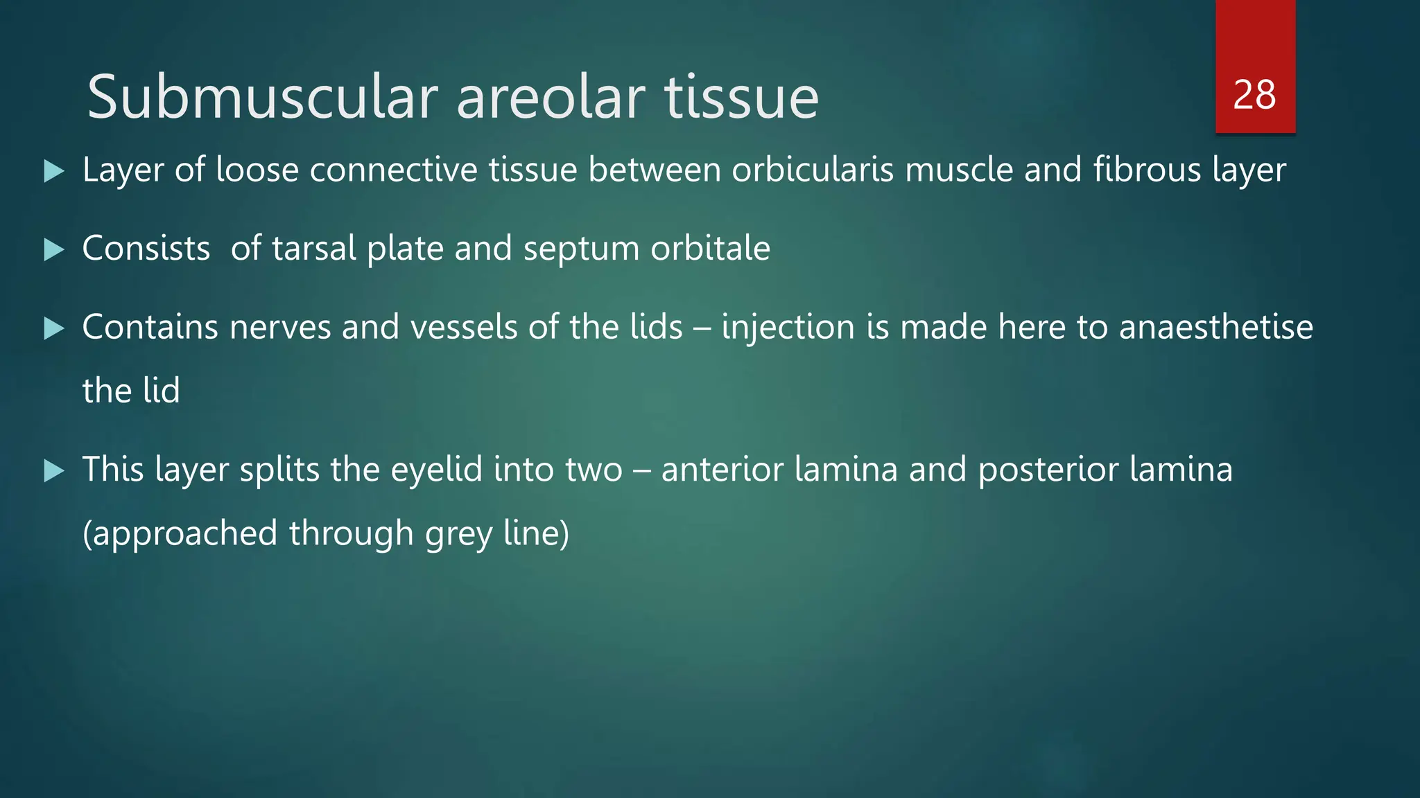 anatomy of eyelid ophthalmology presentation | PPTX