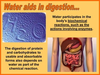 Water participates in the
body’s biochemical
reactions, such as the
actions involving enzymes.
The digestion of protein
and carbohydrates to
usable and absorbable
forms also depends on
water as part of the
chemical reaction.
 