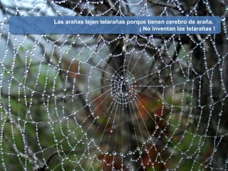 Las arañas tejen telarañas porque tienen cerebro de araña.  ¡ No inventan las telarañas ! 
