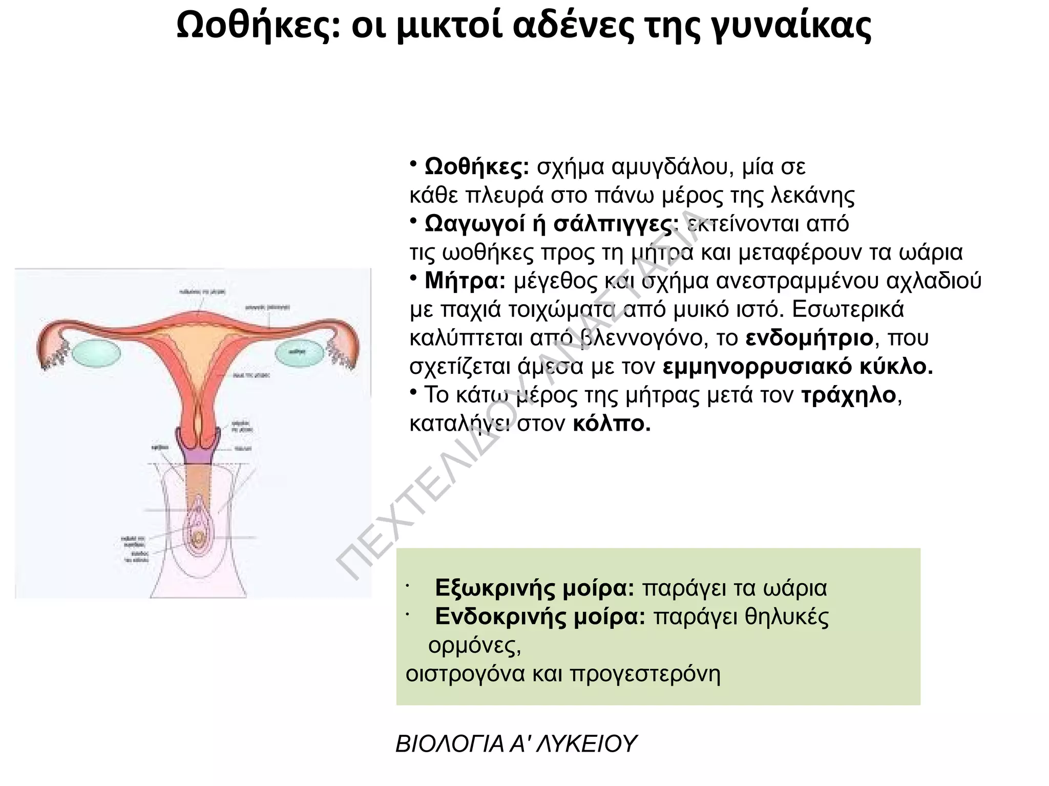 Ωοθήκες: οι μικτοί αδένες της γυναίκας
• Ωοθήκες: σχήμα αμυγδάλου, μία σε
κάθε πλευρά στο πάνω μέρος της λεκάνης
• Ωαγωγοί ή σάλπιγγες: εκτείνονται από
τις ωοθήκες προς τη μήτρα και μεταφέρουν τα ωάρια
• Μήτρα: μέγεθος και σχήμα ανεστραμμένου αχλαδιού
με παχιά τοιχώματα από μυικό ιστό. Εσωτερικά
καλύπτεται από βλεννογόνο, το ενδομήτριο, που
σχετίζεται άμεσα με τον εμμηνορρυσιακό κύκλο.
• Το κάτω μέρος της μήτρας μετά τον τράχηλο,
καταλήγει στον κόλπο.
•
Εξωκρινής μοίρα: παράγει τα ωάρια
•
Ενδοκρινής μοίρα: παράγει θηλυκές
ορμόνες,
οιστρογόνα και προγεστερόνη
ΒΙΟΛΟΓΙΑ Α' ΛΥΚΕΙΟΥ
Π
ΕΧΤΕΛΙΔΟ
Υ
ΑΝ
ΑΣΤΑΣΙΑ
 