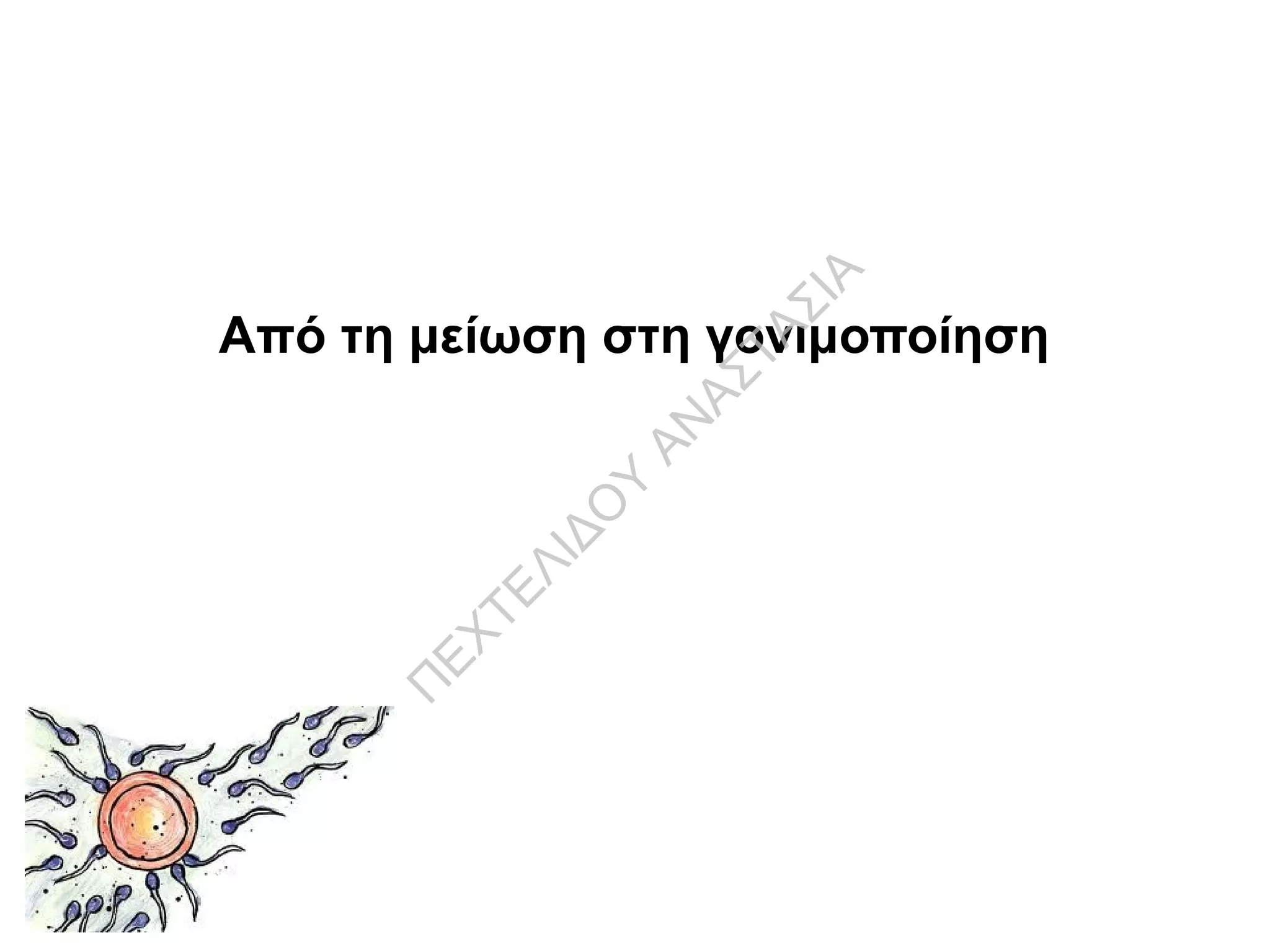 Από τη μείωση στη γονιμοποίηση
Π
ΕΧΤΕΛΙΔΟ
Υ
ΑΝ
ΑΣΤΑΣΙΑ
 