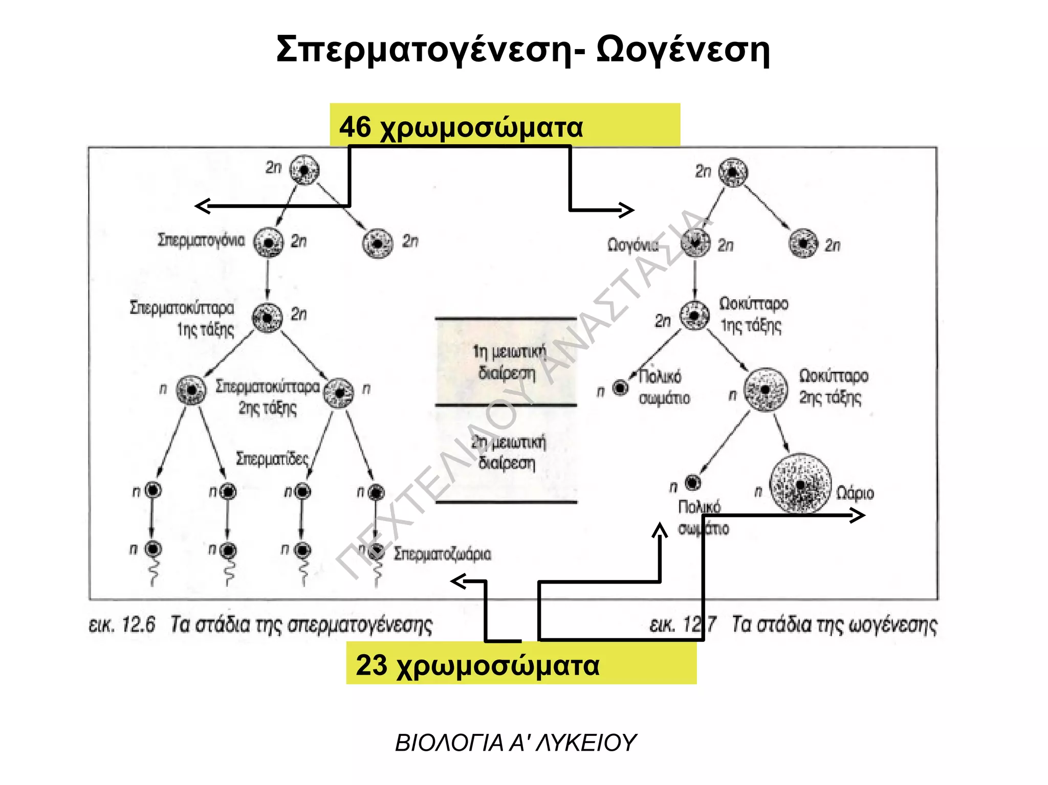 Σπερματογένεση- Ωογένεση
46 χρωμοσώματα
23 χρωμοσώματα
ΒΙΟΛΟΓΙΑ Α' ΛΥΚΕΙΟΥ
Π
ΕΧΤΕΛΙΔΟ
Υ
ΑΝ
ΑΣΤΑΣΙΑ
 