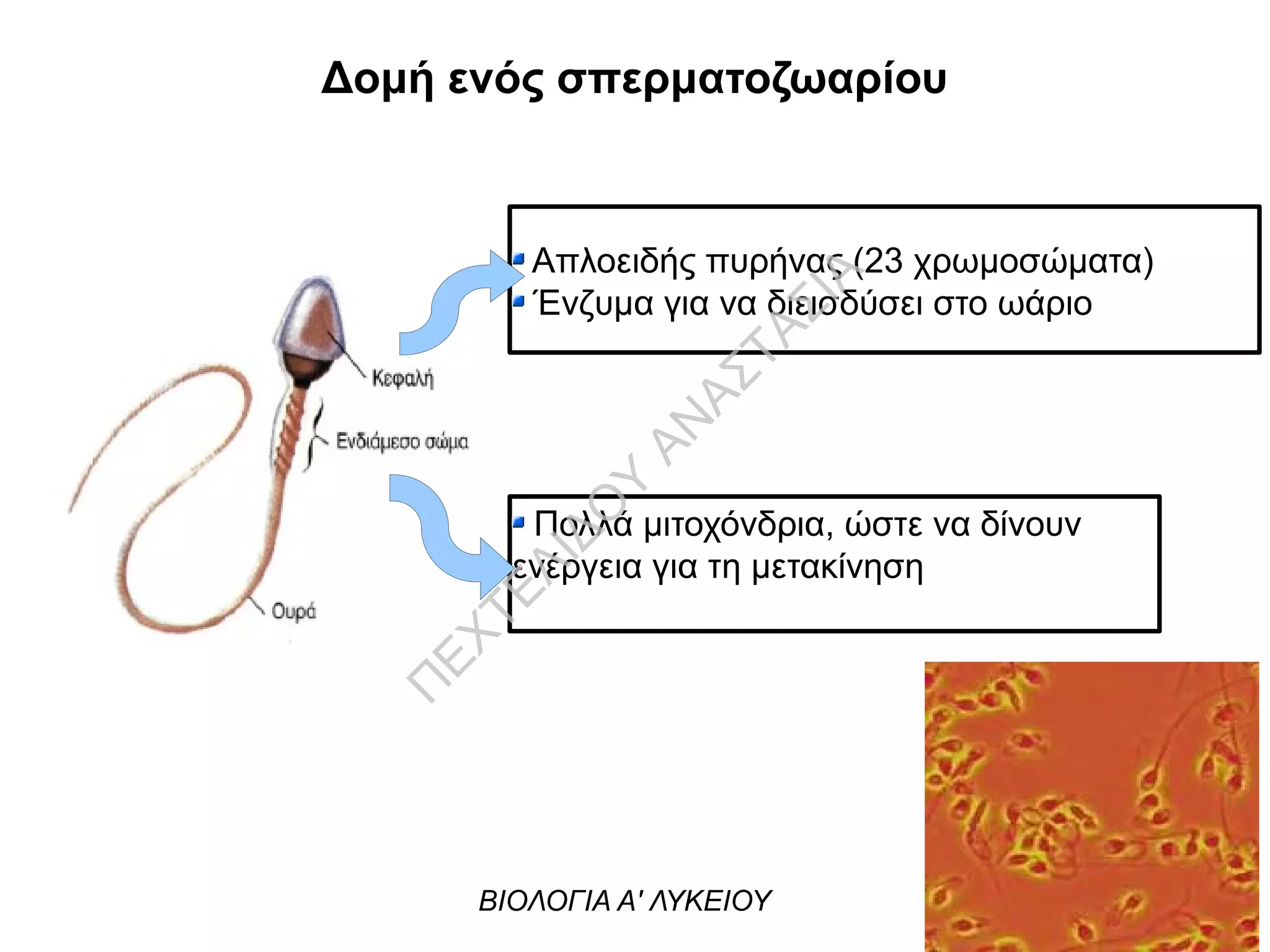 Δομή ενός σπερματοζωαρίου
Απλοειδής πυρήνας (23 χρωμοσώματα)
Ένζυμα για να διεισδύσει στο ωάριο
Πολλά μιτοχόνδρια, ώστε να δίνουν
ενέργεια για τη μετακίνηση
ΒΙΟΛΟΓΙΑ Α' ΛΥΚΕΙΟΥ
Π
ΕΧΤΕΛΙΔΟ
Υ
ΑΝ
ΑΣΤΑΣΙΑ
 