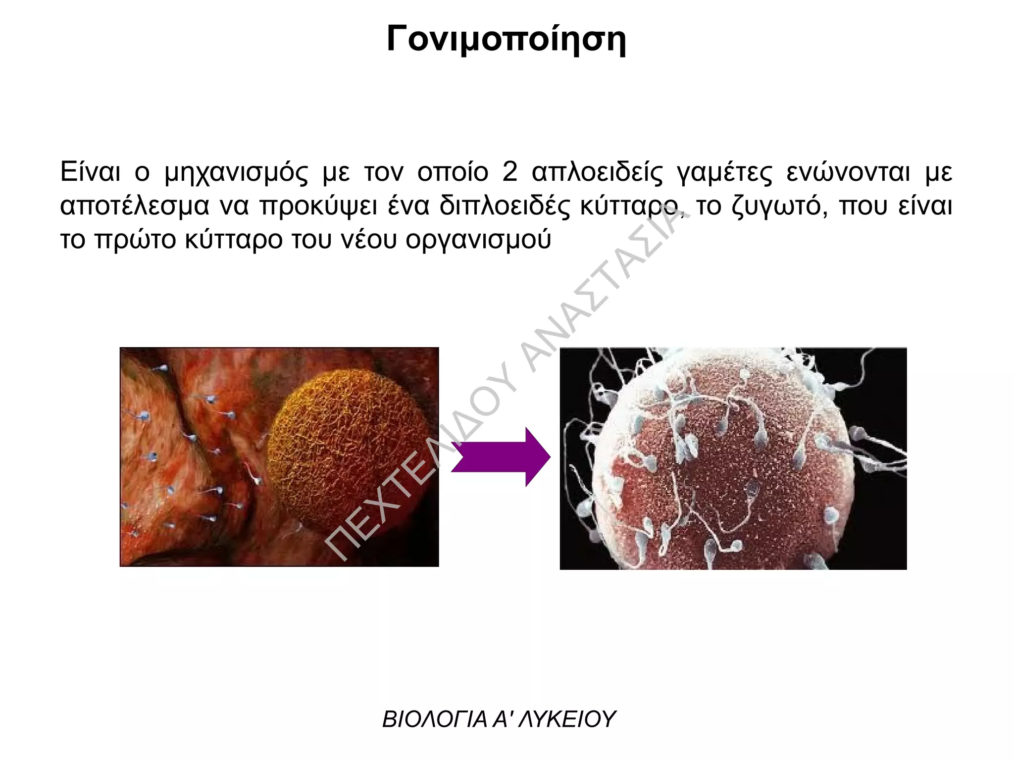 Γονιμοποίηση
Είναι ο μηχανισμός με τον οποίο 2 απλοειδείς γαμέτες ενώνονται με
αποτέλεσμα να προκύψει ένα διπλοειδές κύτταρο, το ζυγωτό, που είναι
το πρώτο κύτταρο του νέου οργανισμού
ΒΙΟΛΟΓΙΑ Α' ΛΥΚΕΙΟΥ
Π
ΕΧΤΕΛΙΔΟ
Υ
ΑΝ
ΑΣΤΑΣΙΑ
 