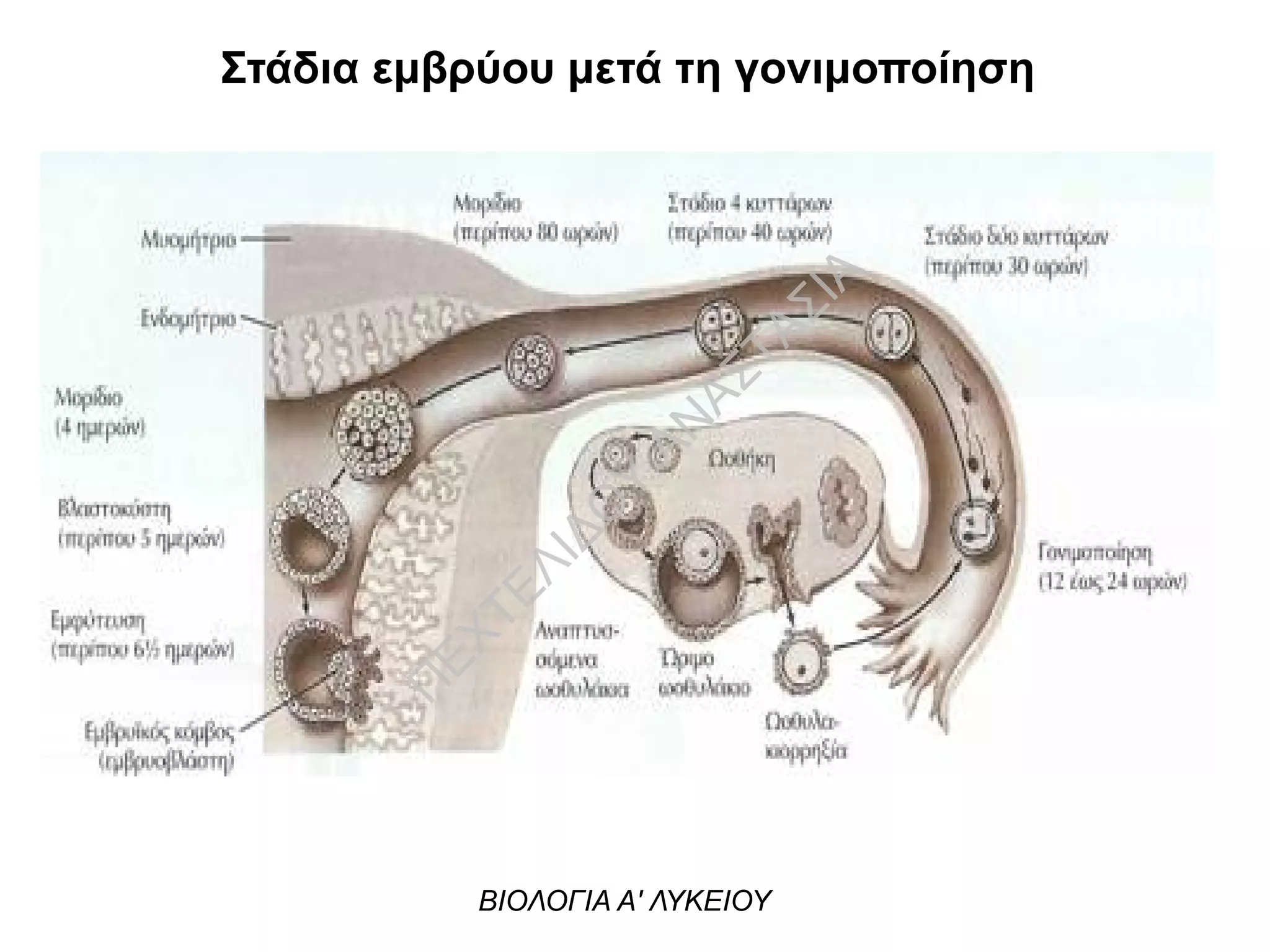 Στάδια εμβρύου μετά τη γονιμοποίηση
ΒΙΟΛΟΓΙΑ Α' ΛΥΚΕΙΟΥ
Π
ΕΧΤΕΛΙΔΟ
Υ
ΑΝ
ΑΣΤΑΣΙΑ
 