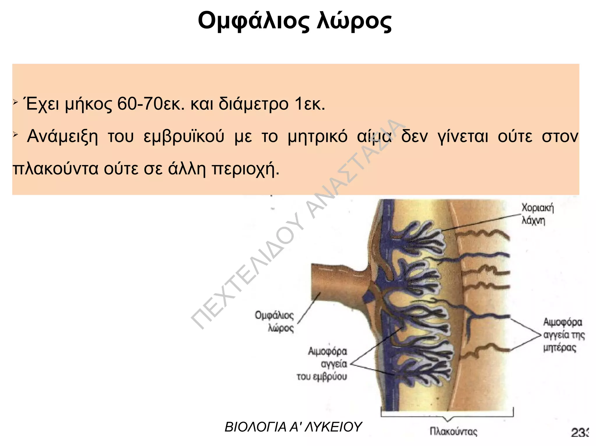 Ομφάλιος λώρος
➢
Έχει μήκος 60-70εκ. και διάμετρο 1εκ.
➢
Ανάμειξη του εμβρυϊκού με το μητρικό αίμα δεν γίνεται ούτε στον
πλακούντα ούτε σε άλλη περιοχή.
ΒΙΟΛΟΓΙΑ Α' ΛΥΚΕΙΟΥ
Π
ΕΧΤΕΛΙΔΟ
Υ
ΑΝ
ΑΣΤΑΣΙΑ
 