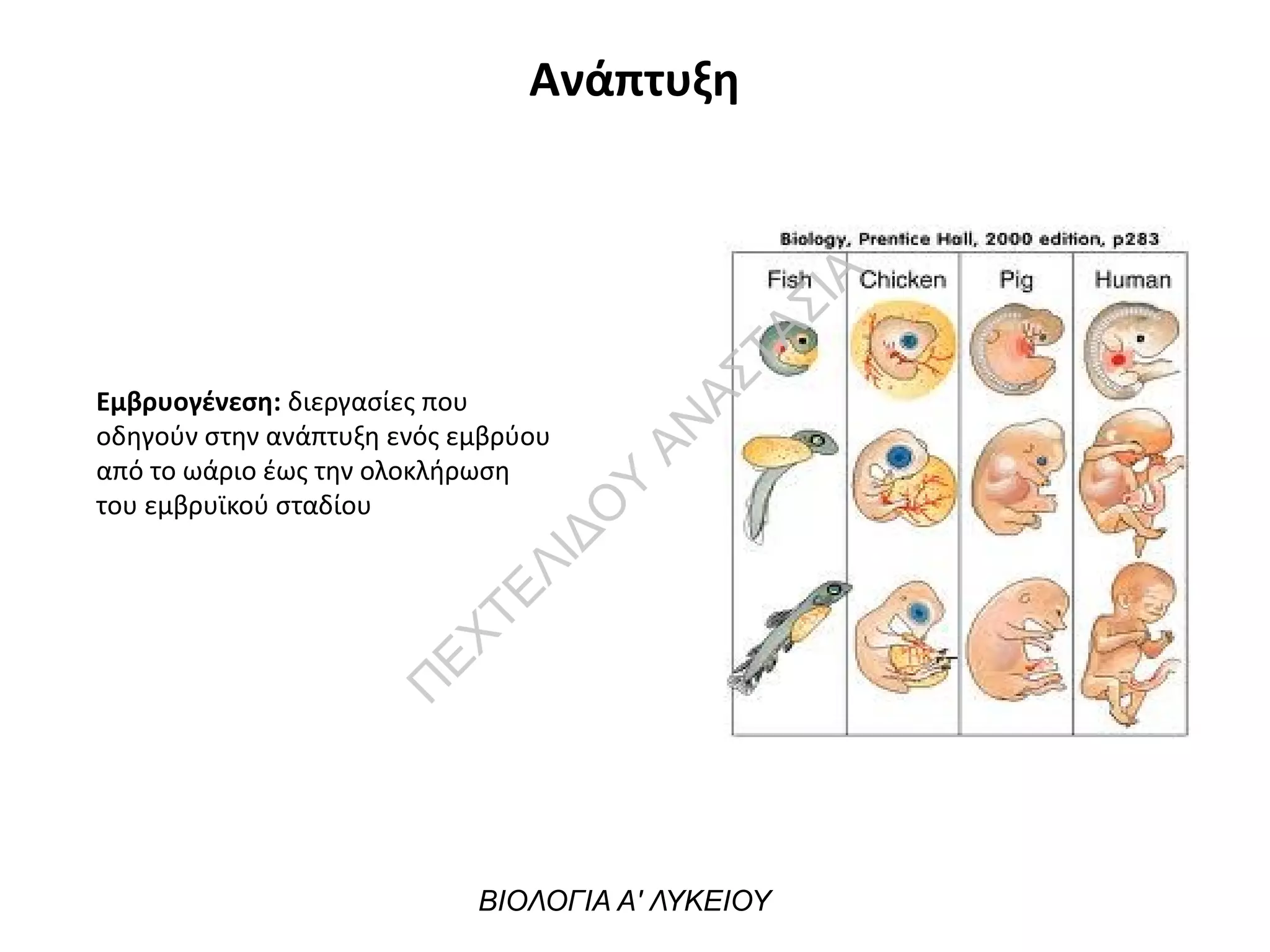 Ανάπτυξη
Εμβρυογένεση: διεργασίες που
οδηγούν στην ανάπτυξη ενός εμβρύου
από το ωάριο έως την ολοκλήρωση
του εμβρυϊκού σταδίου
ΒΙΟΛΟΓΙΑ Α' ΛΥΚΕΙΟΥ
Π
ΕΧΤΕΛΙΔΟ
Υ
ΑΝ
ΑΣΤΑΣΙΑ
 