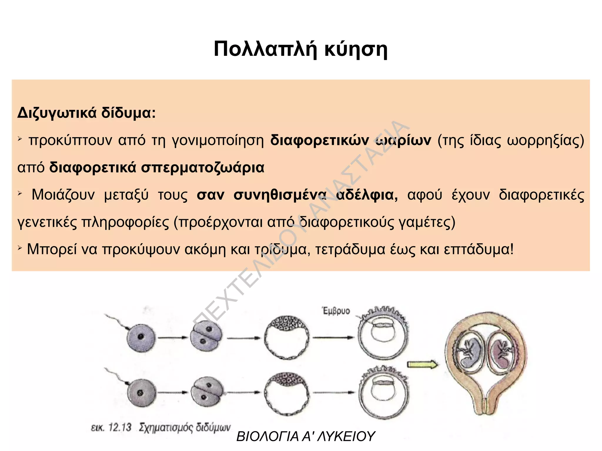 Πολλαπλή κύηση
Διζυγωτικά δίδυμα:
➢
προκύπτουν από τη γονιμοποίηση διαφορετικών ωαρίων (της ίδιας ωορρηξίας)
από διαφορετικά σπερματοζωάρια
➢
Μοιάζουν μεταξύ τους σαν συνηθισμένα αδέλφια, αφού έχουν διαφορετικές
γενετικές πληροφορίες (προέρχονται από διαφορετικούς γαμέτες)
➢
Μπορεί να προκύψουν ακόμη και τρίδυμα, τετράδυμα έως και επτάδυμα!
ΒΙΟΛΟΓΙΑ Α' ΛΥΚΕΙΟΥ
Π
ΕΧΤΕΛΙΔΟ
Υ
ΑΝ
ΑΣΤΑΣΙΑ
 