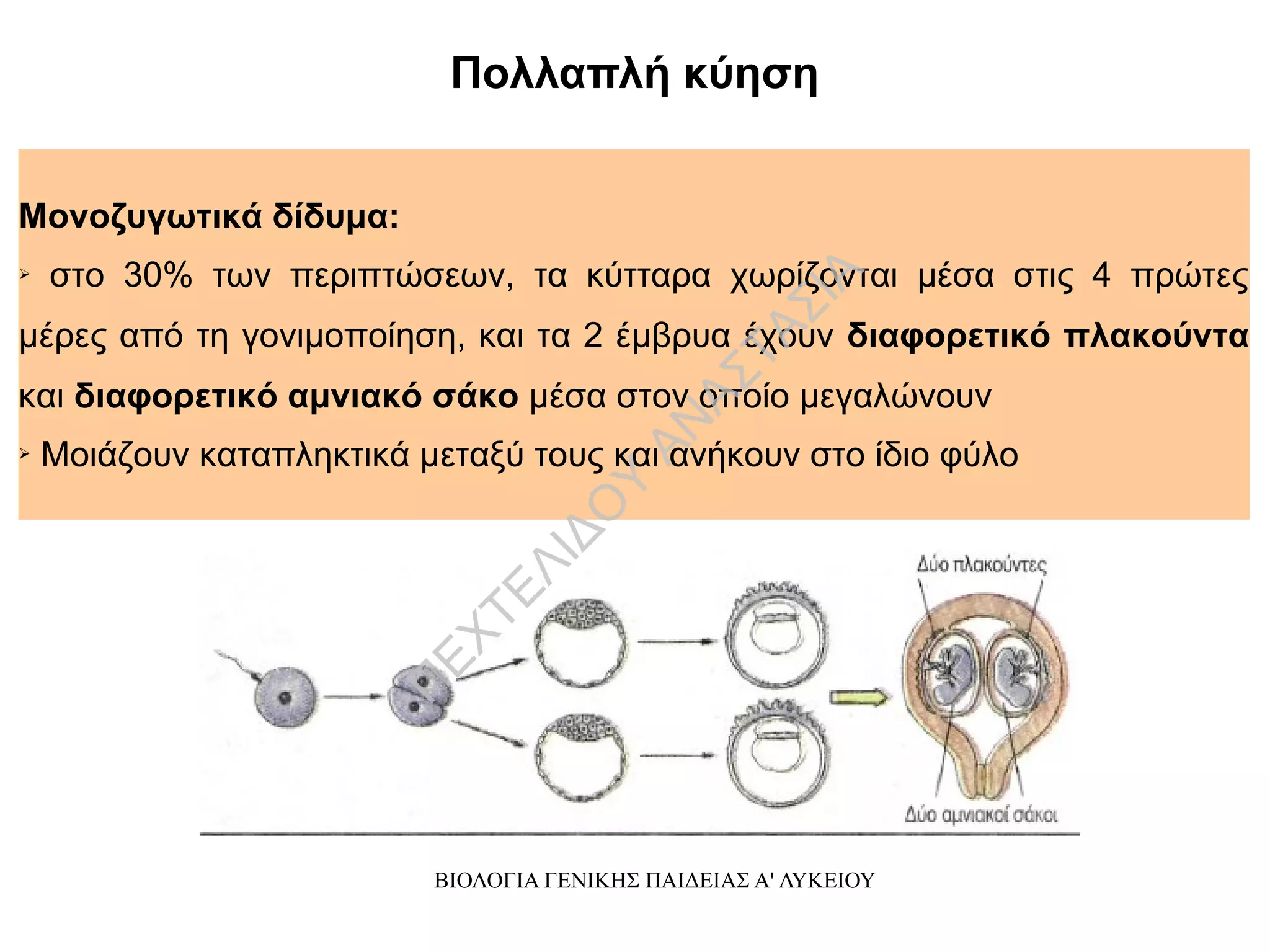 ΒΙΟΛΟΓΙΑ ΓΕΝΙΚΗΣ ΠΑΙΔΕΙΑΣ Α' ΛΥΚΕΙΟΥ
Μονοζυγωτικά δίδυμα:
➢ στο 30% των περιπτώσεων, τα κύτταρα χωρίζονται μέσα στις 4 πρώτες
μέρες από τη γονιμοποίηση, και τα 2 έμβρυα έχουν διαφορετικό πλακούντα
και διαφορετικό αμνιακό σάκο μέσα στον οποίο μεγαλώνουν
➢ Μοιάζουν καταπληκτικά μεταξύ τους και ανήκουν στο ίδιο φύλο
Πολλαπλή κύηση
Π
ΕΧΤΕΛΙΔΟ
Υ
ΑΝ
ΑΣΤΑΣΙΑ
 
