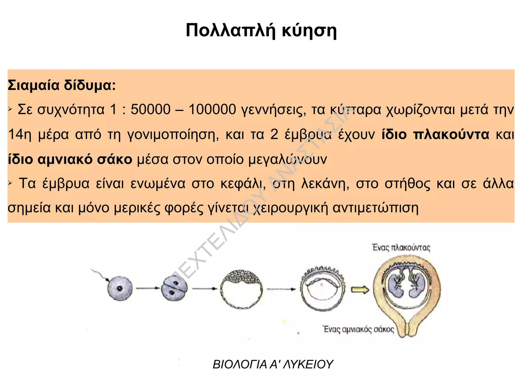ΒΙΟΛΟΓΙΑ ΓΕΝΙΚΗΣ ΠΑΙΔΕΙΑΣ Α' ΛΥΚΕΙΟΥ
Πολλαπλή κύηση
Σιαμαία δίδυμα:
➢ Σε συχνότητα 1 : 50000 – 100000 γεννήσεις, τα κύτταρα χωρίζονται μετά την
14η μέρα από τη γονιμοποίηση, και τα 2 έμβρυα έχουν ίδιο πλακούντα και
ίδιο αμνιακό σάκο μέσα στον οποίο μεγαλώνουν
➢ Τα έμβρυα είναι ενωμένα στο κεφάλι, στη λεκάνη, στο στήθος και σε άλλα
σημεία και μόνο μερικές φορές γίνεται χειρουργική αντιμετώπιση
ΒΙΟΛΟΓΙΑ Α' ΛΥΚΕΙΟΥ
Π
ΕΧΤΕΛΙΔΟ
Υ
ΑΝ
ΑΣΤΑΣΙΑ
 