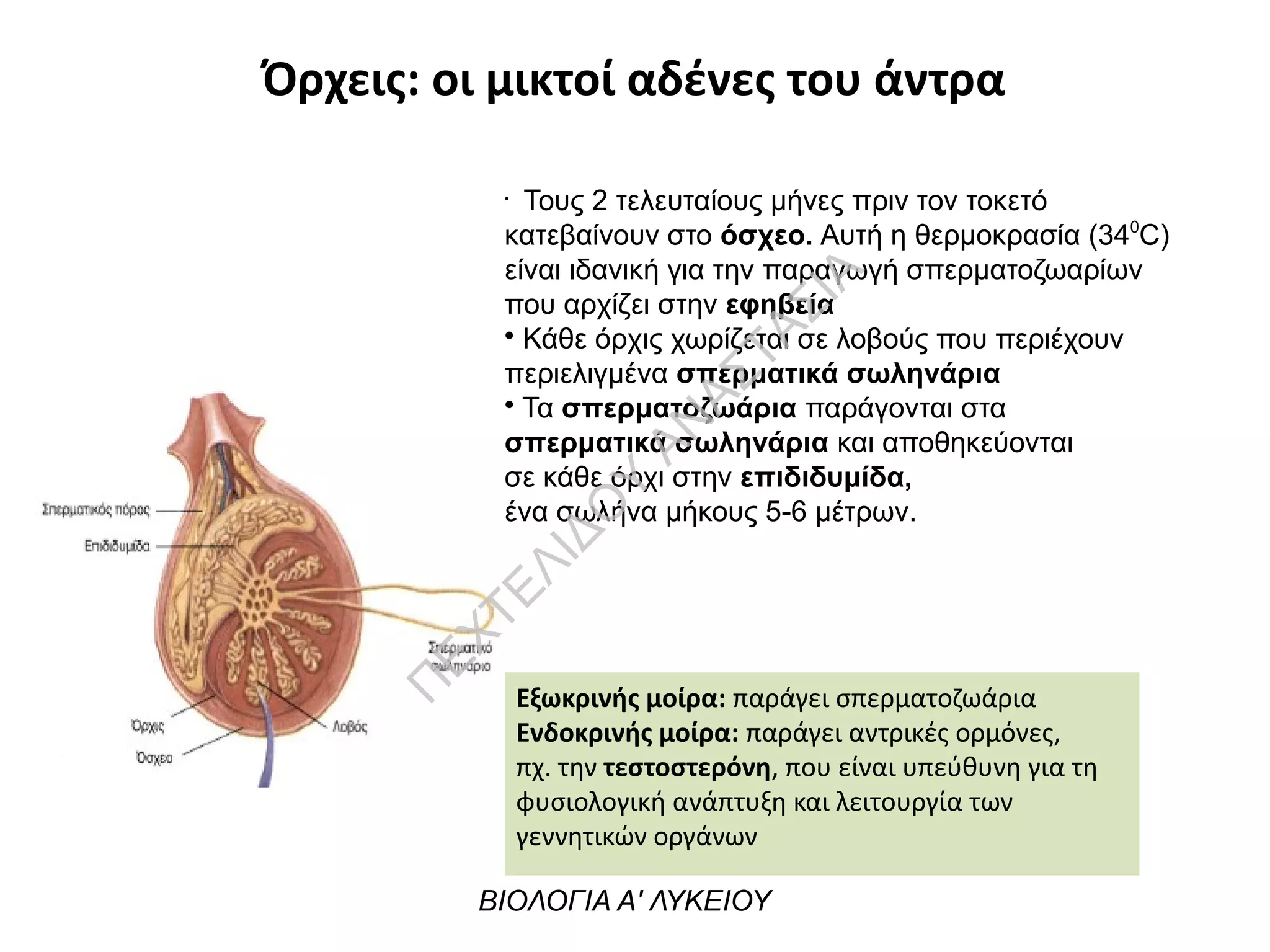 Όρχεις: οι μικτοί αδένες του άντρα
•
Τους 2 τελευταίους μήνες πριν τον τοκετό
κατεβαίνουν στο όσχεο. Αυτή η θερμοκρασία (340
C)
είναι ιδανική για την παραγωγή σπερματοζωαρίων
που αρχίζει στην εφηβεία
• Κάθε όρχις χωρίζεται σε λοβούς που περιέχουν
περιελιγμένα σπερματικά σωληνάρια
• Τα σπερματοζωάρια παράγονται στα
σπερματικά σωληνάρια και αποθηκεύονται
σε κάθε όρχι στην επιδιδυμίδα,
ένα σωλήνα μήκους 5-6 μέτρων.
Εξωκρινής μοίρα: παράγει σπερματοζωάρια
Ενδοκρινής μοίρα: παράγει αντρικές ορμόνες,
πχ. την τεστοστερόνη, που είναι υπεύθυνη για τη
φυσιολογική ανάπτυξη και λειτουργία των
γεννητικών οργάνων
ΒΙΟΛΟΓΙΑ Α' ΛΥΚΕΙΟΥ
Π
ΕΧΤΕΛΙΔΟ
Υ
ΑΝ
ΑΣΤΑΣΙΑ
 