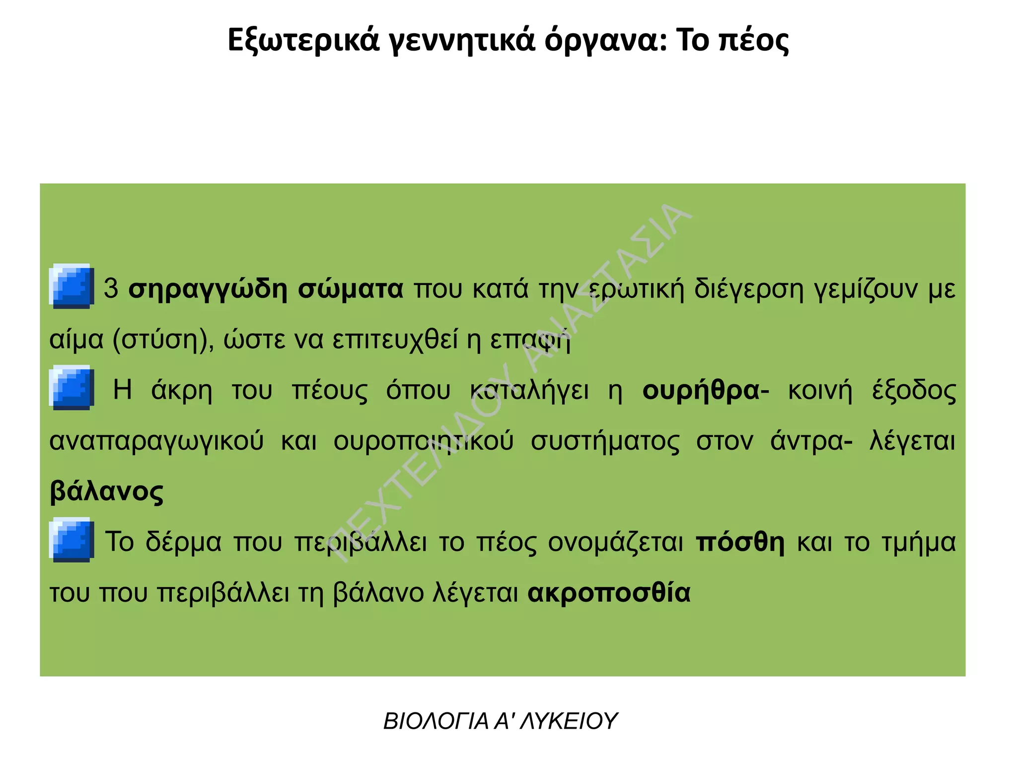 Εξωτερικά γεννητικά όργανα: Το πέος
3 σηραγγώδη σώματα που κατά την ερωτική διέγερση γεμίζουν με
αίμα (στύση), ώστε να επιτευχθεί η επαφή
Η άκρη του πέους όπου καταλήγει η ουρήθρα- κοινή έξοδος
αναπαραγωγικού και ουροποιητικού συστήματος στον άντρα- λέγεται
βάλανος
Το δέρμα που περιβάλλει το πέος ονομάζεται πόσθη και το τμήμα
του που περιβάλλει τη βάλανο λέγεται ακροποσθία
ΒΙΟΛΟΓΙΑ Α' ΛΥΚΕΙΟΥ
Π
ΕΧΤΕΛΙΔΟ
Υ
ΑΝ
ΑΣΤΑΣΙΑ
 