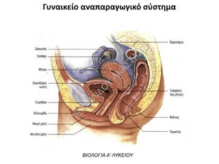 Γυναικείο αναπαραγωγικό σύστημα
ΒΙΟΛΟΓΙΑ Α' ΛΥΚΕΙΟΥ
Π
ΕΧΤΕΛΙΔΟ
Υ
ΑΝ
ΑΣΤΑΣΙΑ
 