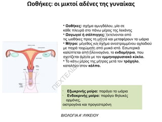 Ωοθήκες: οι μικτοί αδένες της γυναίκας
• Ωοθήκες: σχήμα αμυγδάλου, μία σε
κάθε πλευρά στο πάνω μέρος της λεκάνης
• Ωαγωγοί ή σάλπιγγες: εκτείνονται από
τις ωοθήκες προς τη μήτρα και μεταφέρουν τα ωάρια
• Μήτρα: μέγεθος και σχήμα ανεστραμμένου αχλαδιού
με παχιά τοιχώματα από μυικό ιστό. Εσωτερικά
καλύπτεται από βλεννογόνο, το ενδομήτριο, που
σχετίζεται άμεσα με τον εμμηνορρυσιακό κύκλο.
• Το κάτω μέρος της μήτρας μετά τον τράχηλο,
καταλήγει στον κόλπο.
•
Εξωκρινής μοίρα: παράγει τα ωάρια
•
Ενδοκρινής μοίρα: παράγει θηλυκές
ορμόνες,
οιστρογόνα και προγεστερόνη
ΒΙΟΛΟΓΙΑ Α' ΛΥΚΕΙΟΥ
Π
ΕΧΤΕΛΙΔΟ
Υ
ΑΝ
ΑΣΤΑΣΙΑ
 