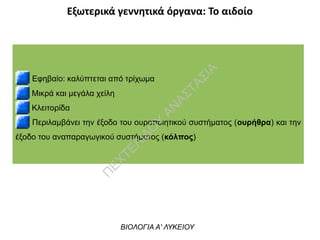 Εξωτερικά γεννητικά όργανα: Το αιδοίο
Εφηβαίο: καλύπτεται από τρίχωμα
Μικρά και μεγάλα χείλη
Κλειτορίδα
Περιλαμβάνει την έξοδο του ουροποιητικού συστήματος (ουρήθρα) και την
έξοδο του αναπαραγωγικού συστήματος (κόλπος)
ΒΙΟΛΟΓΙΑ Α' ΛΥΚΕΙΟΥ
Π
ΕΧΤΕΛΙΔΟ
Υ
ΑΝ
ΑΣΤΑΣΙΑ
 