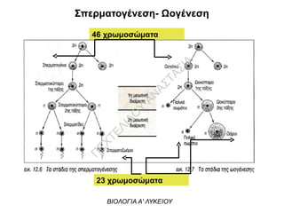 Σπερματογένεση- Ωογένεση
46 χρωμοσώματα
23 χρωμοσώματα
ΒΙΟΛΟΓΙΑ Α' ΛΥΚΕΙΟΥ
Π
ΕΧΤΕΛΙΔΟ
Υ
ΑΝ
ΑΣΤΑΣΙΑ
 