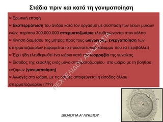 Στάδια πριν και κατά τη γονιμοποίηση
ΒΙΟΛΟΓΙΑ Α' ΛΥΚΕΙΟΥ
Ερωτική επαφή
Εκσπερμάτωση του άνδρα κατά τον οργασμό με σύσπαση των λείων μυικών
ινών: περίπου 300.000.000 σπερματοζωάρια ελευθερώνονται στον κόλπο
Κίνηση διαμέσου της μήτρας προς τους ωαγωγούς, ενεργοποίηση των
σπερματοζωαρίων (αφαιρείται το προστατευτικό κάλυμμα που τα περιβάλλει)
Έχει ήδη ελευθερωθεί ένα ωάριο κατά την ωορρηξία της γυναίκας
Είσοδος της κεφαλής ενός μόνο σπερματοζωαρίου στο ωάριο με τη βοήθεια
ενζύμων (γονιμοποίηση)
Αλλαγές στο ωάριο, με τις οποίες αποφεύγεται η είσοδος άλλου
σπερματοζωαρίου (???)
Π
ΕΧΤΕΛΙΔΟ
Υ
ΑΝ
ΑΣΤΑΣΙΑ
 