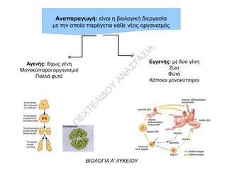 Αναπαραγωγή: είναι η βιολογική διεργασία
με την οποία παράγεται κάθε νέος οργανισμός
Αγενής: δίχως γένη
Μονοκύτταροι οργανισμοί
Πολλά φυτά
Εγγενής: με δύο γένη
Ζώα
Φυτά
Κάποιοι μονοκύτταροι
ΒΙΟΛΟΓΙΑ Α' ΛΥΚΕΙΟΥ
Π
ΕΧΤΕΛΙΔΟ
Υ
ΑΝ
ΑΣΤΑΣΙΑ
 