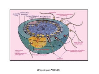ΒΙΟΛΟΓΙΑ Α' ΛΥΚΕΙΟΥ
Π
ΕΧΤΕΛΙΔΟ
Υ
ΑΝ
ΑΣΤΑΣΙΑ
 