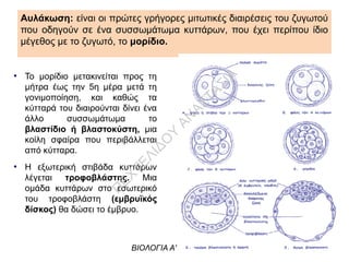 ΒΙΟΛΟΓΙΑ Α' ΛΥΚΕΙΟΥ
Αυλάκωση: είναι οι πρώτες γρήγορες μιτωτικές διαιρέσεις του ζυγωτού
που οδηγούν σε ένα συσσωμάτωμα κυττάρων, που έχει περίπου ίδιο
μέγεθος με το ζυγωτό, το μορίδιο.
●
Το μορίδιο μετακινείται προς τη
μήτρα έως την 5η μέρα μετά τη
γονιμοποίηση, και καθώς τα
κύτταρά του διαιρούνται δίνει ένα
άλλο συσσωμάτωμα το
βλαστίδιο ή βλαστοκύστη, μια
κοίλη σφαίρα που περιβάλλεται
από κύτταρα.
●
Η εξωτερική στιβάδα κυττάρων
λέγεται τροφοβλάστης. Μια
ομάδα κυττάρων στο εσωτερικό
του τροφοβλάστη (εμβρυϊκός
δίσκος) θα δώσει το έμβρυο.
Π
ΕΧΤΕΛΙΔΟ
Υ
ΑΝ
ΑΣΤΑΣΙΑ
 