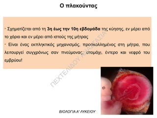 Ο πλακούντας
➢
Σχηματίζεται από τη 3η έως την 10η εβδομάδα της κύησης, εν μέρει από
το χόριο και εν μέρει από ιστούς της μήτρας
➢
Είναι ένας εκπληκτικός μηχανισμός, προσκολλημένος στη μήτρα, που
λειτουργεί συγχρόνως σαν πνεύμονας, στομάχι, έντερο και νεφρό του
εμβρύου!
ΒΙΟΛΟΓΙΑ Α' ΛΥΚΕΙΟΥ
Π
ΕΧΤΕΛΙΔΟ
Υ
ΑΝ
ΑΣΤΑΣΙΑ
 