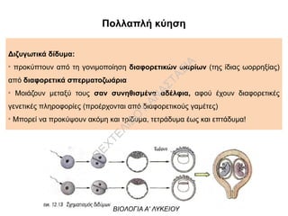 Πολλαπλή κύηση
Διζυγωτικά δίδυμα:
➢
προκύπτουν από τη γονιμοποίηση διαφορετικών ωαρίων (της ίδιας ωορρηξίας)
από διαφορετικά σπερματοζωάρια
➢
Μοιάζουν μεταξύ τους σαν συνηθισμένα αδέλφια, αφού έχουν διαφορετικές
γενετικές πληροφορίες (προέρχονται από διαφορετικούς γαμέτες)
➢
Μπορεί να προκύψουν ακόμη και τρίδυμα, τετράδυμα έως και επτάδυμα!
ΒΙΟΛΟΓΙΑ Α' ΛΥΚΕΙΟΥ
Π
ΕΧΤΕΛΙΔΟ
Υ
ΑΝ
ΑΣΤΑΣΙΑ
 