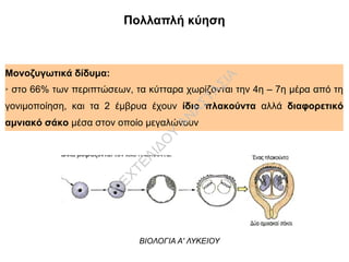 ΒΙΟΛΟΓΙΑ ΓΕΝΙΚΗΣ ΠΑΙΔΕΙΑΣ Α' ΛΥΚΕΙΟΥ
Πολλαπλή κύηση
Μονοζυγωτικά δίδυμα:
➢ στο 66% των περιπτώσεων, τα κύτταρα χωρίζονται την 4η – 7η μέρα από τη
γονιμοποίηση, και τα 2 έμβρυα έχουν ίδιο πλακούντα αλλά διαφορετικό
αμνιακό σάκο μέσα στον οποίο μεγαλώνουν
ΒΙΟΛΟΓΙΑ Α' ΛΥΚΕΙΟΥ
Π
ΕΧΤΕΛΙΔΟ
Υ
ΑΝ
ΑΣΤΑΣΙΑ
 