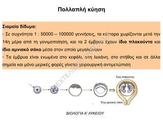 ΒΙΟΛΟΓΙΑ ΓΕΝΙΚΗΣ ΠΑΙΔΕΙΑΣ Α' ΛΥΚΕΙΟΥ
Πολλαπλή κύηση
Σιαμαία δίδυμα:
➢ Σε συχνότητα 1 : 50000 – 100000 γεννήσεις, τα κύτταρα χωρίζονται μετά την
14η μέρα από τη γονιμοποίηση, και τα 2 έμβρυα έχουν ίδιο πλακούντα και
ίδιο αμνιακό σάκο μέσα στον οποίο μεγαλώνουν
➢ Τα έμβρυα είναι ενωμένα στο κεφάλι, στη λεκάνη, στο στήθος και σε άλλα
σημεία και μόνο μερικές φορές γίνεται χειρουργική αντιμετώπιση
ΒΙΟΛΟΓΙΑ Α' ΛΥΚΕΙΟΥ
Π
ΕΧΤΕΛΙΔΟ
Υ
ΑΝ
ΑΣΤΑΣΙΑ
 