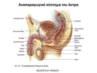 Αναπαραγωγικό σύστημα του άντρα
ΒΙΟΛΟΓΙΑ Α' ΛΥΚΕΙΟΥ
Π
ΕΧΤΕΛΙΔΟ
Υ
ΑΝ
ΑΣΤΑΣΙΑ
 