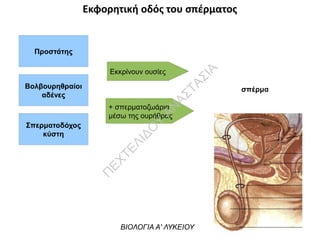 Προστάτης
Βολβουρηθραίοι
αδένες
Σπερματοδόχος
κύστη
Εκκρίνουν ουσίες
+ σπερματοζωάρια
μέσω της ουρήθρας
σπέρμα
Εκφορητική οδός του σπέρματος
ΒΙΟΛΟΓΙΑ Α' ΛΥΚΕΙΟΥ
Π
ΕΧΤΕΛΙΔΟ
Υ
ΑΝ
ΑΣΤΑΣΙΑ
 