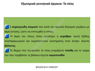 Εξωτερικά γεννητικά όργανα: Το πέος
3 σηραγγώδη σώματα που κατά την ερωτική διέγερση γεμίζουν με
αίμα (στύση), ώστε να επιτευχθεί η επαφή
Η άκρη του πέους όπου καταλήγει η ουρήθρα- κοινή έξοδος
αναπαραγωγικού και ουροποιητικού συστήματος στον άντρα- λέγεται
βάλανος
Το δέρμα που περιβάλλει το πέος ονομάζεται πόσθη και το τμήμα
του που περιβάλλει τη βάλανο λέγεται ακροποσθία
ΒΙΟΛΟΓΙΑ Α' ΛΥΚΕΙΟΥ
Π
ΕΧΤΕΛΙΔΟ
Υ
ΑΝ
ΑΣΤΑΣΙΑ
 