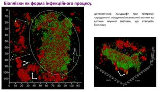 12 Мошинець, 2023.pdf