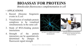 Bioassays for protein, Vitamins and Antibiotics | PPTX