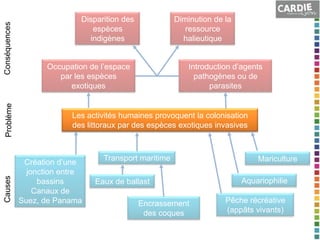 Conséquences
Problème
Causes

Disparition des
espèces
indigènes

Diminution de la
ressource
halieutique

Occupation de l’espace
par les espèces
exotiques

Introduction d’agents
pathogènes ou de
parasites

Les activités humaines provoquent la colonisation
des littoraux par des espèces exotiques invasives

Création d’une
jonction entre
bassins
Canaux de
Suez, de Panama

Transport maritime
Eaux de ballast
Encrassement
des coques

Mariculture
Aquariophilie

Pêche récréative
(appâts vivants)

 