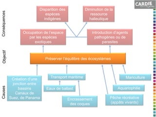 Causes

Diminution de la
ressource
halieutique

Occupation de l’espace
par les espèces
exotiques

Objectif

Conséquences

Disparition des
espèces
indigènes

Introduction d’agents
pathogènes ou de
parasites

Préserver l’équilibre des écosystèmes

Création d’une
jonction entre
bassins
Canaux de
Suez, de Panama

Transport maritime
Eaux de ballast
Encrassement
des coques

Mariculture
Aquariophilie

Pêche récréative
(appâts vivants)

 