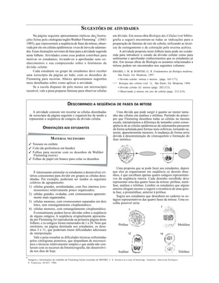 2 PROPOSTAS PARA DESENVOLVER EM SALA DE AULA
MATERIAL NECESSÁRIO
 Tesoura ou estilete
 Cola (de preferência em bastão)
 Folhas para recortar com os desenhos de Walther
Flemming (xerox)
 Folhas de papel em branco para colar os desenhos
SUGESTÕES DE ATIVIDADES
Na página seguinte apresentamos réplicas das ilustra-
ções feitas pelo citologista inglês Walther Flemming*
(1843-
1905), que representam a seqüência de fases da mitose, obser-
vada por ele em célulasepidérmicas vivas de larva de salaman-
dra. Essas ilustrações serviram de base para a atividade sugerida
neste folheto. Atividades como essa podem contribuir para
motivar os estudantes, levando-os a aprofundar seus co-
nhecimentos e sua compreensão sobre o fenômeno da
divisão celular.
Cada estudante ou grupo de estudantes deve receber
uma xerocópia da página ao lado, com os desenhos de
Flemming para recortar. Abaixo apresentamos sugestões
mais detalhadas sobre como aplicar a atividade.
Se a escola dispuser de pelo menos um microscópio
razoável, vale a pena preparar lâminas para observar células
AMABIS, J. M.  MARTHO, G. R. Fundamentos da Biologia moderna,
São Paulo, Ed. Moderna, 1997:
• Divisão celular: mitose e meiose (págs. 165-177);
—· Biologia das células (vol. 1), São Paulo, Ed. Moderna, 1994:
• Divisão celular (I): mitose (págs. 202-212);
• Observando a mitose em raiz de cebola (págs. 212-214).
em divisão. Em nossa obra Biologia das Células (ver biblio-
grafia a seguir) encontram-se todas as indicações para a
preparação de lâminas de raiz de cebola, utilizando as técni-
cas de esmagamento e de coloração pela orceína acética.
A atividade proposta neste folheto tanto pode ser condu-
zida para introduzir o estudo da divisão celular como para
sedimentar e aprofundar conhecimentos que os estudantes já
têm. Em nossas obras de Biologia os assuntos relacionados a
mitose podem ser encontrados nos seguintes volumes:
DESCOBRINDO A SEQÜÊNCIA DE FASES DA MITOSE
A atividade consiste em recortar as células desenhadas
da xerocópia da página seguinte e organizá-las de modo a
representar a seqüência de estágios da divisão celular.
ORIENTAÇÕES AOS ESTUDANTES
É interessante estimular os estudantes a desenvolver cri-
térios consistentes para dividir em grupos as células dese-
nhadas. Por exemplo, poderiam ser usados os seguintes
critérios de agrupamento:
1) células grandes, arredondadas, com fios internos (cro-
mossomos) relativamente pouco organizados;
2) células grandes, ovaladas, com cromossomos aparente-
mente mais organizados;
3) células menores, com cromossomos separados em dois
lotes, sem estrangulamento citoplasmático;
4) células menores, com estrangulamento citoplasmático.
Eventualmente podem haver dúvidas sobre a seqüência
de alguns estágios. A seqüência originalmente apresenta-
da por Flemming foi reproduzida na primeira página deste
folheto, e os estágios foram numerados de 1 a 20. Note que
omitimos, na página destinada aos estudantes, os dese-
nhos 3 e 11, que poderiam trazer dificuldades adicionais
de interpretação.
Vale a pena ressaltar as dificulades técnicas enfrentadas
pelos citologistas pioneiros, que dispunham de microscó-
pios e técnicas relativamente simples e que ainda não con-
tavam com os recursos da fotomicrografia, tão desenvolvi-
da nos dias de hoje.
Uma dúvida que pode surgir é quanto ao menor tama-
nho das células em anáfase e telófase. Partindo do princí-
pio que Flemming desenhou todas as células na mesma
escala, interpretamos a diferença de tamanho como conse-
qüência de as células epidérmicas da salamandra passarem
da forma achatada para formas mais esféricas, tornando-se,
assim, aparentemente menores.A mudança de forma seria
devida à desestruturação do citoesqueleto e formação do
fuso mitótico.
Uma proposta que se pode fazer aos estudantes, depois
que eles já organizaram em seqüência os dezoito dese-
nhos, é que escolham apenas quatro estágios representati-
vos da seqüência inteira. Cada desenho escolhido deve
representar uma das quatro fases da mitose: prófase, metá-
fase, anáfase e telófase. Lembre os estudantes que alguns
autores chegam mesmo a sugerir a existência de uma quin-
ta fase, a prometáfase, anterior à prófase.
Sugira aos estudantes que desenhem no caderno os es-
tágios representativos das quatro fases da mitose. Uma es-
colha possível seria:
7
1
Metáfase
12
Prófase
Anáfase
19
Telófase
➣ ➣
*
Imagens e informações do trabalho de Flemming foram extraídas de MOORE, J. A. Science as a way of knwoing - Genetics. American Zoologist,
S. Francisco, 26:627, 1986.
 