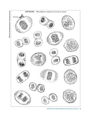 Fases da mitose (artigo), Divisão celular