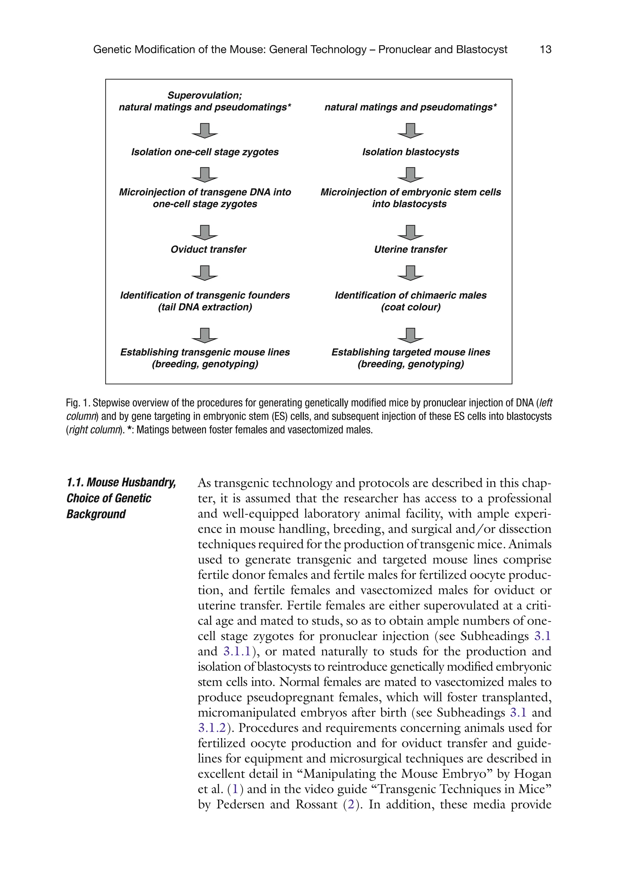 13
Genetic Modification of the Mouse: General Technology – Pronuclear and Blastocyst
As transgenic technology and protocols are described in this chap-
ter, it is assumed that the researcher has access to a professional
and well-equipped laboratory animal facility, with ample experi-
ence in mouse handling, breeding, and surgical and/or dissection
techniques required for the production of transgenic mice. Animals
used to generate transgenic and targeted mouse lines comprise
fertile donor females and fertile males for fertilized oocyte produc-
tion, and fertile females and vasectomized males for oviduct or
uterine transfer. Fertile females are either superovulated at a criti-
cal age and mated to studs, so as to obtain ample numbers of one-
cell stage zygotes for pronuclear injection (see Subheadings 3.1
and 3.1.1), or mated naturally to studs for the production and
isolation of blastocysts to reintroduce genetically modified embryonic
stem cells into. Normal females are mated to vasectomized males to
produce pseudopregnant females, which will foster transplanted,
micromanipulated embryos after birth (see Subheadings 3.1 and
3.1.2). Procedures and requirements concerning animals used for
fertilized oocyte production and for oviduct transfer and guide-
lines for equipment and microsurgical techniques are described in
excellent detail in “Manipulating the Mouse Embryo” by Hogan
et al. (1) and in the video guide “Transgenic Techniques in Mice”
by Pedersen and Rossant (2). In addition, these media provide
1.1. Mouse Husbandry,
Choice of Genetic
Background
Superovulation;
natural matings and pseudomatings*
Isolation one-cell stage zygotes
Microinjection of transgene DNA into
one-cell stage zygotes
Oviduct transfer
Identification of transgenic founders
(tail DNA extraction)
Establishing transgenic mouse lines
(breeding, genotyping)
natural matings and pseudomatings*
Isolation blastocysts
Microinjection of embryonic stem cells
into blastocysts
Uterine transfer
Identification of chimaeric males
(coat colour)
Establishing targeted mouse lines
(breeding, genotyping)
Fig. 1. Stepwise overview of the procedures for generating genetically modified mice by pronuclear injection of DNA (left
column) and by gene targeting in embryonic stem (ES) cells, and subsequent injection of these ES cells into blastocysts
(right column). *: Matings between foster females and vasectomized males.
 