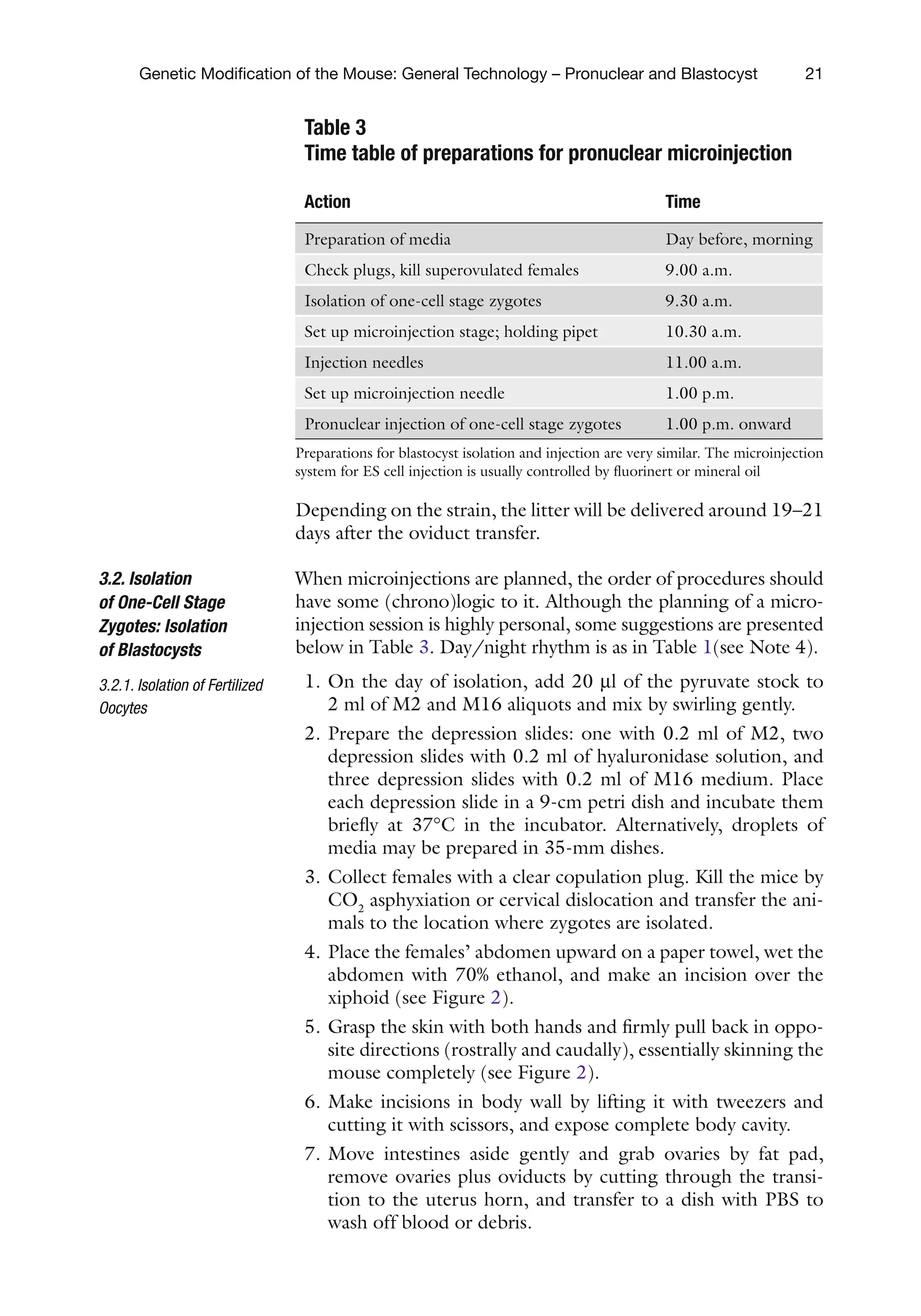 21
Genetic Modification of the Mouse: General Technology – Pronuclear and Blastocyst
Depending on the strain, the litter will be delivered around 19–21
days after the oviduct transfer.
When microinjections are planned, the order of procedures should
have some (chrono)logic to it. Although the planning of a micro-
injection session is highly personal, some suggestions are presented
below in Table 3. Day/night rhythm is as in Table 1(see Note 4).
1. On the day of isolation, add 20 ml of the pyruvate stock to
2 ml of M2 and M16 aliquots and mix by swirling gently.
2. Prepare the depression slides: one with 0.2 ml of M2, two
depression slides with 0.2 ml of hyaluronidase solution, and
three depression slides with 0.2 ml of M16 medium. Place
each depression slide in a 9-cm petri dish and incubate them
briefly at 37°C in the incubator. Alternatively, droplets of
media may be prepared in 35-mm dishes.
3. Collect females with a clear copulation plug. Kill the mice by
CO2
asphyxiation or cervical dislocation and transfer the ani-
mals to the location where zygotes are isolated.
4. Place the females’ abdomen upward on a paper towel, wet the
abdomen with 70% ethanol, and make an incision over the
xiphoid (see Figure 2).
5. Grasp the skin with both hands and firmly pull back in oppo-
site directions (rostrally and caudally), essentially skinning the
mouse completely (see Figure 2).
6. Make incisions in body wall by lifting it with tweezers and
cutting it with scissors, and expose complete body cavity.
7. Move intestines aside gently and grab ovaries by fat pad,
remove ovaries plus oviducts by cutting through the transi-
tion to the uterus horn, and transfer to a dish with PBS to
wash off blood or debris.
3.2. Isolation
of One-Cell Stage
Zygotes: Isolation
of Blastocysts
3.2.1. Isolation of Fertilized
Oocytes
Table 3
Time table of preparations for pronuclear microinjection
Action Time
Preparation of media Day before, morning
Check plugs, kill superovulated females 9.00 a.m.
Isolation of one-cell stage zygotes 9.30 a.m.
Set up microinjection stage; holding pipet 10.30 a.m.
Injection needles 11.00 a.m.
Set up microinjection needle 1.00 p.m.
Pronuclear injection of one-cell stage zygotes 1.00 p.m. onward
Preparations for blastocyst isolation and injection are very similar. The microinjection
system for ES cell injection is usually controlled by fluorinert or mineral oil
 