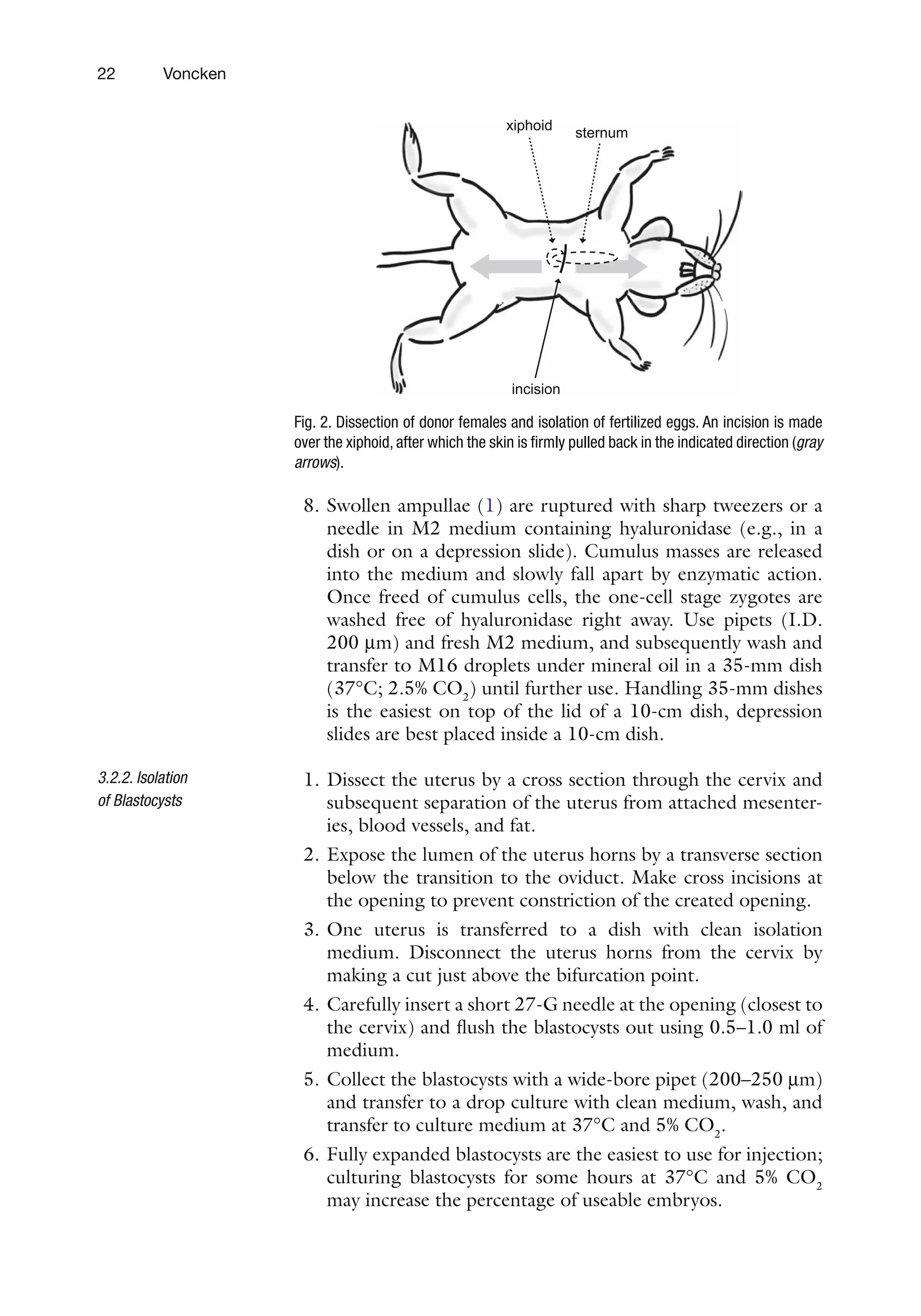 22 Voncken
8. Swollen ampullae (1) are ruptured with sharp tweezers or a
needle in M2 medium containing hyaluronidase (e.g., in a
dish or on a depression slide). Cumulus masses are released
into the medium and slowly fall apart by enzymatic action.
Once freed of cumulus cells, the one-cell stage zygotes are
washed free of hyaluronidase right away. Use pipets (I.D.
200 mm) and fresh M2 medium, and subsequently wash and
transfer to M16 droplets under mineral oil in a 35-mm dish
(37°C; 2.5% CO2
) until further use. Handling 35-mm dishes
is the easiest on top of the lid of a 10-cm dish, depression
slides are best placed inside a 10-cm dish.
1. Dissect the uterus by a cross section through the cervix and
subsequent separation of the uterus from attached mesenter-
ies, blood vessels, and fat.
2. Expose the lumen of the uterus horns by a transverse section
below the transition to the oviduct. Make cross incisions at
the opening to prevent constriction of the created opening.
3. One uterus is transferred to a dish with clean isolation
medium. Disconnect the uterus horns from the cervix by
making a cut just above the bifurcation point.
4. Carefully insert a short 27-G needle at the opening (closest to
the cervix) and flush the blastocysts out using 0.5–1.0 ml of
medium.
5. Collect the blastocysts with a wide-bore pipet (200–250 mm)
and transfer to a drop culture with clean medium, wash, and
transfer to culture medium at 37°C and 5% CO2
.
6. Fully expanded blastocysts are the easiest to use for injection;
culturing blastocysts for some hours at 37°C and 5% CO2
may increase the percentage of useable embryos.
3.2.2. Isolation
of Blastocysts
sternum
xiphoid
incision
Fig. 2. Dissection of donor females and isolation of fertilized eggs. An incision is made
over the xiphoid, after which the skin is firmly pulled back in the indicated direction (gray
arrows).
 