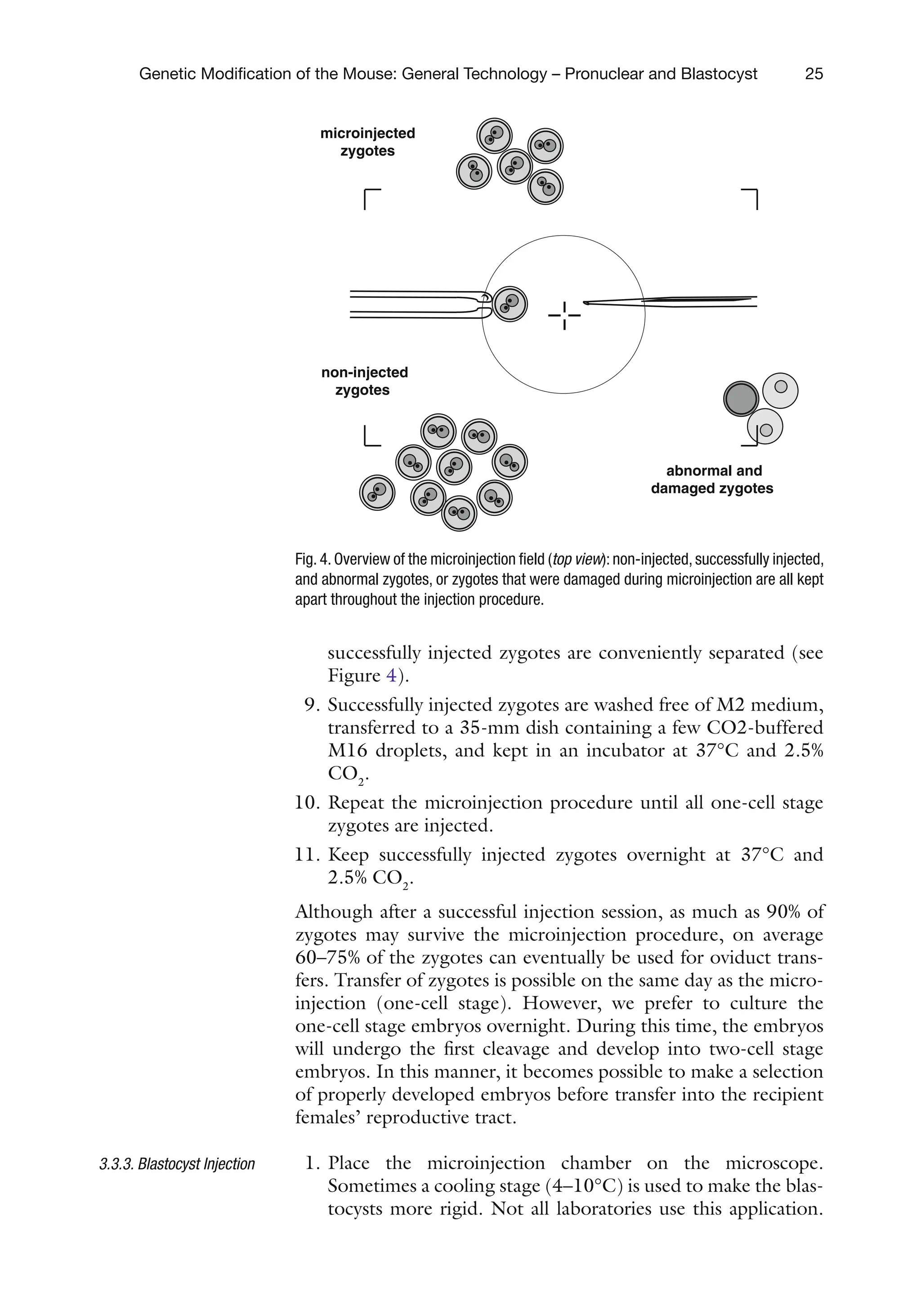 25
Genetic Modification of the Mouse: General Technology – Pronuclear and Blastocyst
successfully injected zygotes are conveniently separated (see
Figure 4).
9. Successfully injected zygotes are washed free of M2 medium,
transferred to a 35-mm dish containing a few CO2-buffered
M16 droplets, and kept in an incubator at 37°C and 2.5%
CO2
.
10. Repeat the microinjection procedure until all one-cell stage
zygotes are injected.
11. Keep successfully injected zygotes overnight at 37°C and
2.5% CO2
.
Although after a successful injection session, as much as 90% of
zygotes may survive the microinjection procedure, on average
60–75% of the zygotes can eventually be used for oviduct trans-
fers. Transfer of zygotes is possible on the same day as the micro-
injection (one-cell stage). However, we prefer to culture the
one-cell stage embryos overnight. During this time, the embryos
will undergo the first cleavage and develop into two-cell stage
embryos. In this manner, it becomes possible to make a selection
of properly developed embryos before transfer into the recipient
females’ reproductive tract.
1. Place the microinjection chamber on the microscope.
Sometimes a cooling stage (4–10°C) is used to make the blas-
tocysts more rigid. Not all laboratories use this application.
3.3.3. Blastocyst Injection
microinjected
zygotes
non-injected
zygotes
abnormal and
damaged zygotes
Fig. 4. Overview of the microinjection field (top view): non-injected, successfully injected,
and abnormal zygotes, or zygotes that were damaged during microinjection are all kept
apart throughout the injection procedure.
 