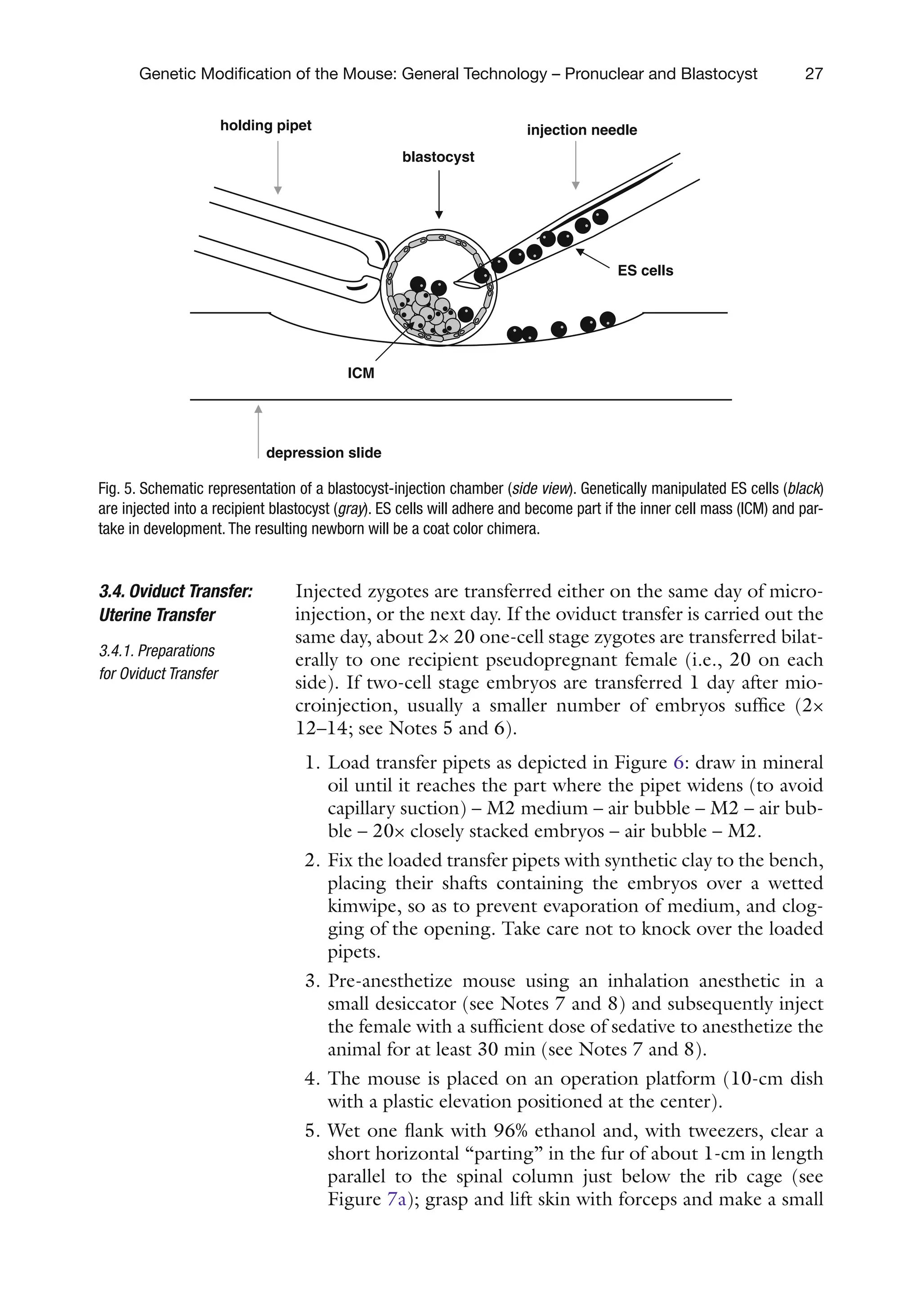 27
Genetic Modification of the Mouse: General Technology – Pronuclear and Blastocyst
Injected zygotes are transferred either on the same day of micro-
injection, or the next day. If the oviduct transfer is carried out the
same day, about 2× 20 one-cell stage zygotes are transferred bilat-
erally to one recipient pseudopregnant female (i.e., 20 on each
side). If two-cell stage embryos are transferred 1 day after mio-
croinjection, usually a smaller number of embryos suffice (2×
12–14; see Notes 5 and 6).
1. Load transfer pipets as depicted in Figure 6: draw in mineral
oil until it reaches the part where the pipet widens (to avoid
capillary suction) – M2 medium – air bubble – M2 – air bub-
ble – 20× closely stacked embryos – air bubble – M2.
2. Fix the loaded transfer pipets with synthetic clay to the bench,
placing their shafts containing the embryos over a wetted
kimwipe, so as to prevent evaporation of medium, and clog-
ging of the opening. Take care not to knock over the loaded
pipets.
3. Pre-anesthetize mouse using an inhalation anesthetic in a
small desiccator (see Notes 7 and 8) and subsequently inject
the female with a sufficient dose of sedative to anesthetize the
animal for at least 30 min (see Notes 7 and 8).
4. The mouse is placed on an operation platform (10-cm dish
with a plastic elevation positioned at the center).
5. Wet one flank with 96% ethanol and, with tweezers, clear a
short horizontal “parting” in the fur of about 1-cm in length
parallel to the spinal column just below the rib cage (see
Figure 7a); grasp and lift skin with forceps and make a small
3.4. Oviduct Transfer:
Uterine Transfer
3.4.1. Preparations
for Oviduct Transfer
holding pipet injection needle
depression slide
ES cells
blastocyst
ICM
Fig. 5. Schematic representation of a blastocyst-injection chamber (side view). Genetically manipulated ES cells (black)
are injected into a recipient blastocyst (gray). ES cells will adhere and become part if the inner cell mass (ICM) and par-
take in development. The resulting newborn will be a coat color chimera.
 