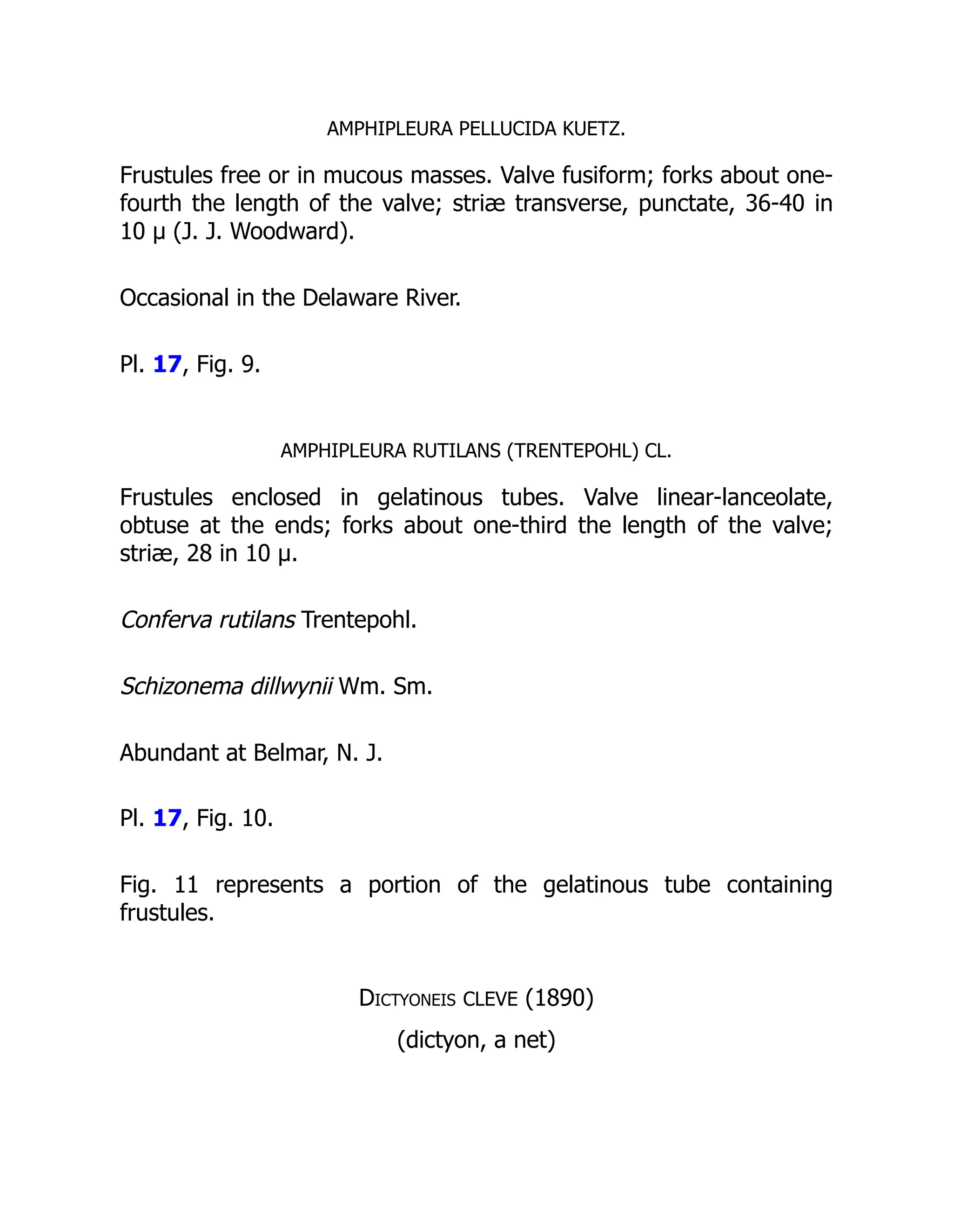 AMPHIPLEURA PELLUCIDA KUETZ.
Frustules free or in mucous masses. Valve fusiform; forks about one-
fourth the length of the valve; striæ transverse, punctate, 36-40 in
10 µ (J. J. Woodward).
Occasional in the Delaware River.
Pl. 17, Fig. 9.
AMPHIPLEURA RUTILANS (TRENTEPOHL) CL.
Frustules enclosed in gelatinous tubes. Valve linear-lanceolate,
obtuse at the ends; forks about one-third the length of the valve;
striæ, 28 in 10 µ.
Conferva rutilans Trentepohl.
Schizonema dillwynii Wm. Sm.
Abundant at Belmar, N. J.
Pl. 17, Fig. 10.
Fig. 11 represents a portion of the gelatinous tube containing
frustules.
Dictyoneis CLEVE (1890)
(dictyon, a net)
 