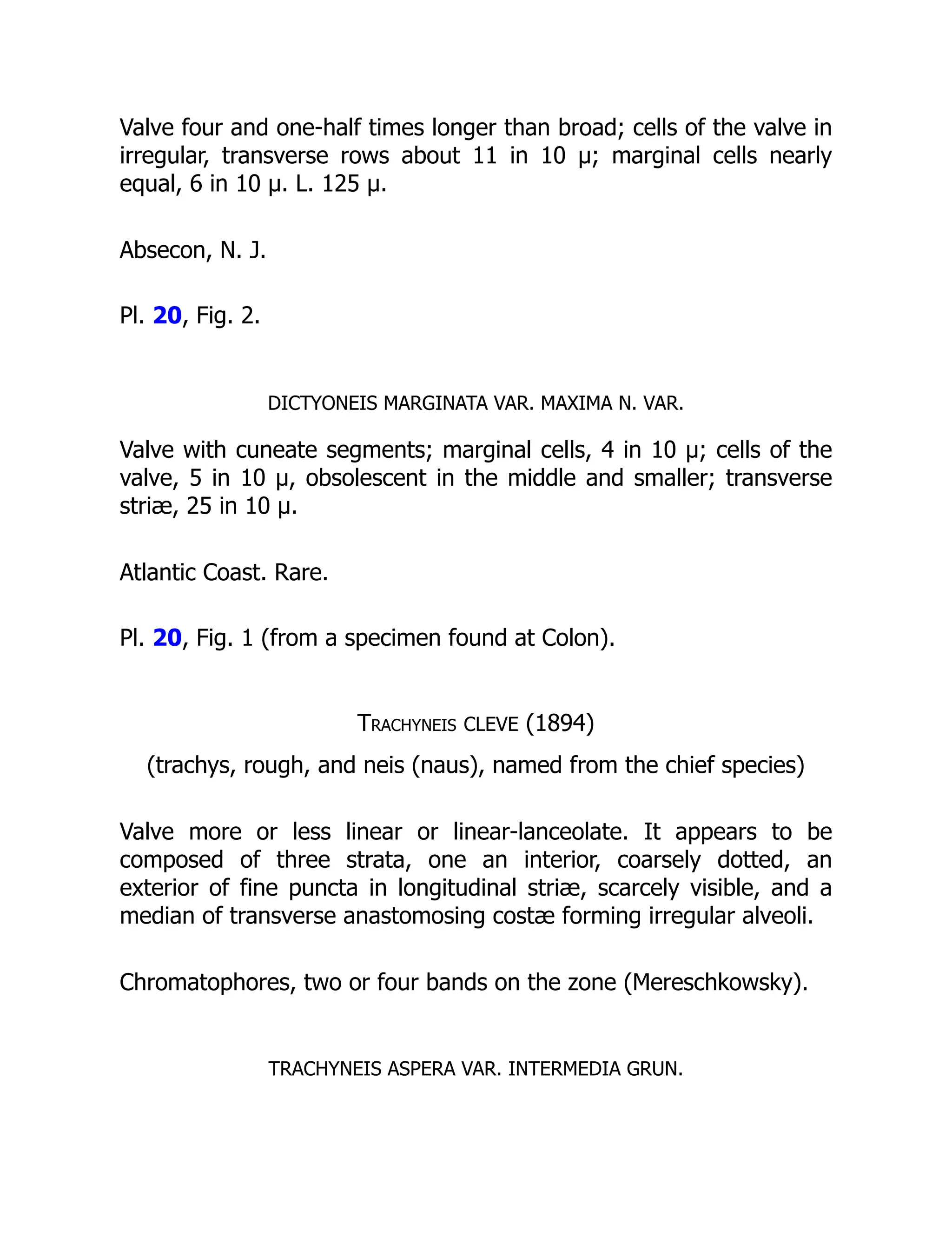 Valve four and one-half times longer than broad; cells of the valve in
irregular, transverse rows about 11 in 10 µ; marginal cells nearly
equal, 6 in 10 µ. L. 125 µ.
Absecon, N. J.
Pl. 20, Fig. 2.
DICTYONEIS MARGINATA VAR. MAXIMA N. VAR.
Valve with cuneate segments; marginal cells, 4 in 10 µ; cells of the
valve, 5 in 10 µ, obsolescent in the middle and smaller; transverse
striæ, 25 in 10 µ.
Atlantic Coast. Rare.
Pl. 20, Fig. 1 (from a specimen found at Colon).
Trachyneis CLEVE (1894)
(trachys, rough, and neis (naus), named from the chief species)
Valve more or less linear or linear-lanceolate. It appears to be
composed of three strata, one an interior, coarsely dotted, an
exterior of fine puncta in longitudinal striæ, scarcely visible, and a
median of transverse anastomosing costæ forming irregular alveoli.
Chromatophores, two or four bands on the zone (Mereschkowsky).
TRACHYNEIS ASPERA VAR. INTERMEDIA GRUN.
 