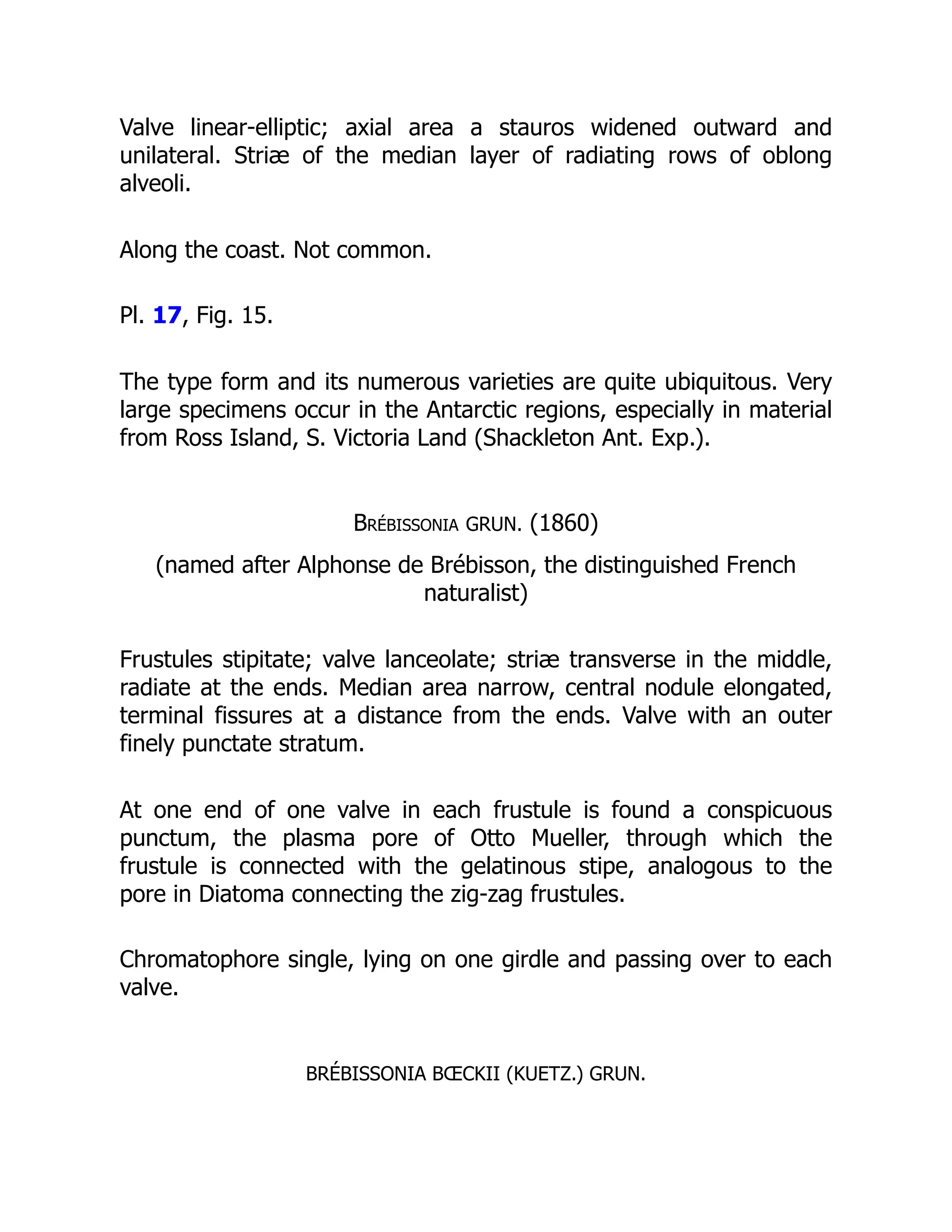 Valve linear-elliptic; axial area a stauros widened outward and
unilateral. Striæ of the median layer of radiating rows of oblong
alveoli.
Along the coast. Not common.
Pl. 17, Fig. 15.
The type form and its numerous varieties are quite ubiquitous. Very
large specimens occur in the Antarctic regions, especially in material
from Ross Island, S. Victoria Land (Shackleton Ant. Exp.).
Brébissonia GRUN. (1860)
(named after Alphonse de Brébisson, the distinguished French
naturalist)
Frustules stipitate; valve lanceolate; striæ transverse in the middle,
radiate at the ends. Median area narrow, central nodule elongated,
terminal fissures at a distance from the ends. Valve with an outer
finely punctate stratum.
At one end of one valve in each frustule is found a conspicuous
punctum, the plasma pore of Otto Mueller, through which the
frustule is connected with the gelatinous stipe, analogous to the
pore in Diatoma connecting the zig-zag frustules.
Chromatophore single, lying on one girdle and passing over to each
valve.
BRÉBISSONIA BŒCKII (KUETZ.) GRUN.
 