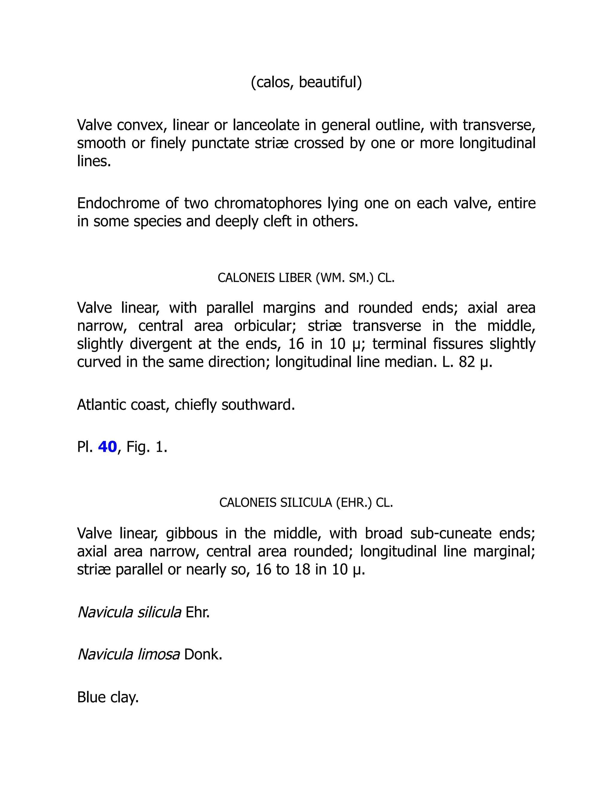 (calos, beautiful)
Valve convex, linear or lanceolate in general outline, with transverse,
smooth or finely punctate striæ crossed by one or more longitudinal
lines.
Endochrome of two chromatophores lying one on each valve, entire
in some species and deeply cleft in others.
CALONEIS LIBER (WM. SM.) CL.
Valve linear, with parallel margins and rounded ends; axial area
narrow, central area orbicular; striæ transverse in the middle,
slightly divergent at the ends, 16 in 10 µ; terminal fissures slightly
curved in the same direction; longitudinal line median. L. 82 µ.
Atlantic coast, chiefly southward.
Pl. 40, Fig. 1.
CALONEIS SILICULA (EHR.) CL.
Valve linear, gibbous in the middle, with broad sub-cuneate ends;
axial area narrow, central area rounded; longitudinal line marginal;
striæ parallel or nearly so, 16 to 18 in 10 µ.
Navicula silicula Ehr.
Navicula limosa Donk.
Blue clay.
 
